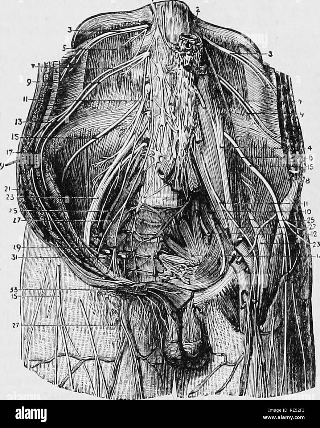 . Die vergleichende Anatomie der domestizierten Tiere. Veterinär Anatomie. Die lumbo-SACBAL PLEXUS. 779 Die äusseren Geschlechtsorgane sind bei Einhufern vertreten durch die Verästelungen der lumbalen Nerven, die separat beschrieben wurden. Die Zweige sind die OBTURATOR Cruraldrüsen und anterioren Ideallage (oder Anterioren cruraldrüsen). Es gibt nichts gesagt werden unter Beachtung der N. obturatorius, FiV. 358. Es Ictives das Becken durch die Obtura - Tor foramen, i.e. alle Tiere erwähnt. Die cruraldrüsen wurde als mit vier Terminals Branchen: Die interne und externe Muskel-, Haut-, der Nerv beschrieben. Stockfoto