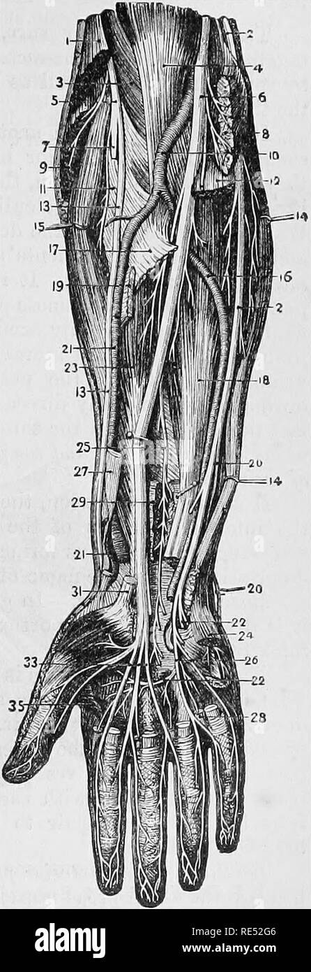 . Die vergleichende Anatomie der domestizierten Tiere. Veterinär Anatomie. TBE Plexus brachialis. geht rückwärts, und wird in der Haut des Rückens Persönlichkeitsschulung und hiner Teil des Vorderteils-arm. 2. Die muaculo - Haut- oder perforans casserii, deren Disposition ist aualogons der Oarnivora. 3. Der Axillären Nerv, in denen gibt es nichts zu sagen.  4. Die radiale Nerv (muscntlo-Spirale) geht auch bei Tieren, liegt in der twisted Furche des Humerus, gibt einen internen und externen kutane Branch" und erreicht den antero-exteinal Teil des Arms in den Raum zwischen den vorderen brachial Stockfoto