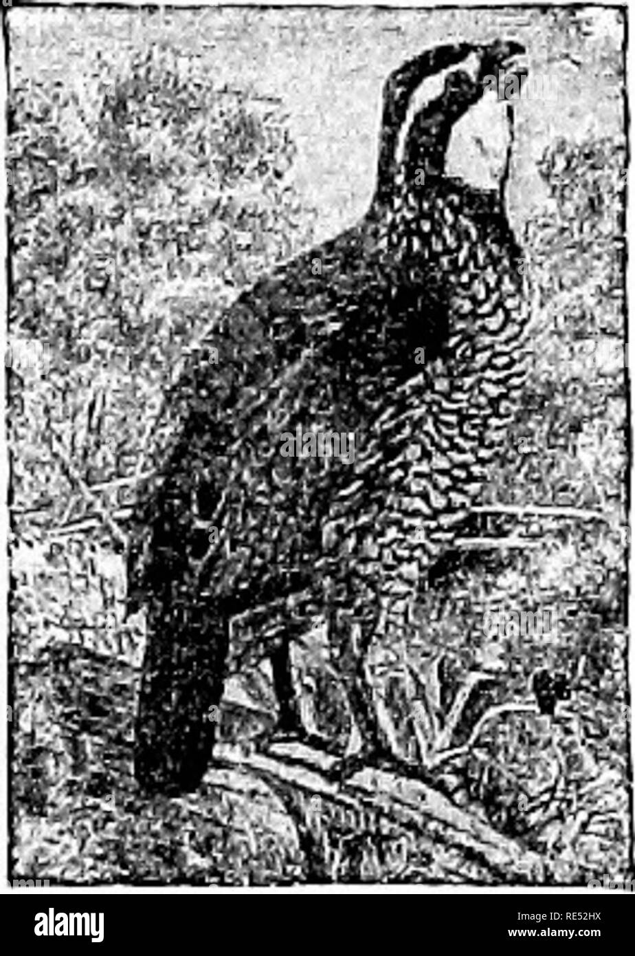 . Die Vögel des östlichen Nordamerika bekannt östlich des 19. Meridian auftreten ... Vögel. Schlüssel zu den Familien. Landvögel. U3 Teil 2. Erste primäre, mehr als halb so lang wie Dritte. u Vi Zehen, vier, Hind, nicht toe erhöhten ubove den Rest; Nasenloch, Öffnung in einem weichen, fleischigen mem-brane; Tarsus, die in der Regel kürzer als die Zehen. Familie COLUnBID/E. Tauben und Tauben. Siehe Seite 155. Zehen, vier, die Hinterbeine toe erhöht über dem Rest; Bill, eher kurz und stämmig; Flügel, kurze und etwas gerundet, die äußeren Vorwahlen gebogen.. Bitte beachten Sie, dass diese Bilder aus gescannten Seite Bilder, die Uhr können extrahiert werden Stockfoto