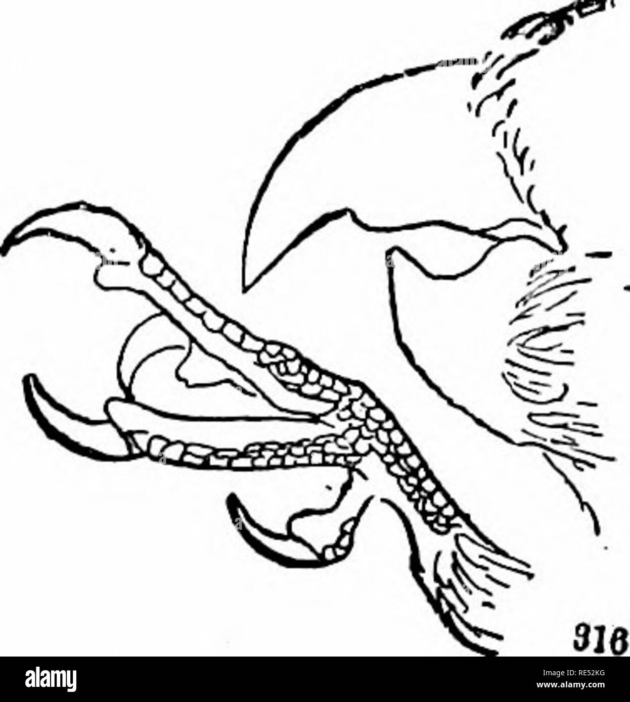 . Die Vögel des östlichen Nordamerika bekannt östlich des 19. Meridian auftreten ... Vögel. Zehen, vier, zygodnctyle (zwei vorn, zwei beliiudj; Bill, mit Cere (Haut - wie cov-Angebot über biise von Bill). Familie PSITTACID/E. Papageien und Paroquets. Siehe Seite 187.. Bill, starken, gezahnten nahe dem Ende und ausgesprochen angespannt; Tarsus, scutel - spät; Schwanz, rouuded. Aber zwei Arten kommen mit uns, gräulich Vögel mit schwärzlich Flügel und Schwanz, und ein dunkler Streifen durch das Auge. Familie LANllD/E. Würger. Siehe jjage 270. Bill, abgeflacht, breit an der Basis; Spitze, mit kleinen Haken; luimerous Schwarze Borsten an Stockfoto