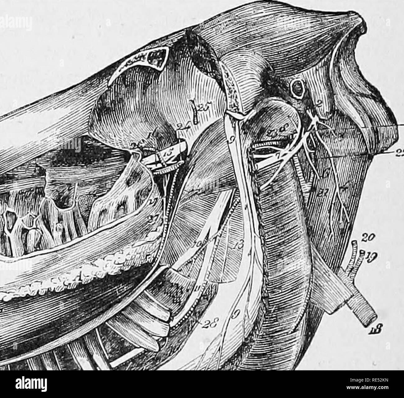 . Die vergleichende Anatomie der domestizierten Tiere. Veterinär Anatomie. r mpi "ALLGEMEINE ANSICHT DES SDPEEIOE UND INFERIOE MAXILLARIS nerven. Das Auge hat gestrichen wurde, nach dem Sägen durch und Entfernen der Orbitale und zygomatic Prozesse. Die Kieferhöhlen durch eine Kollision ausgesetzt worden sind oder Meißel, der Masseter muscle entfernt, und die minderwertige Oberkiefer eröffnet den Nerv in seiner interosseous coui-se zu zeigen. 1, Gesichts msrve; 2, Herkunft der posterioren congelador Nerv; 3, Filament auf die Stylo-hyoid Muskel verteilt; 4, Digastric Niederlassung; 5, Stamm der anterioren congelador Nerv; 6. Stockfoto