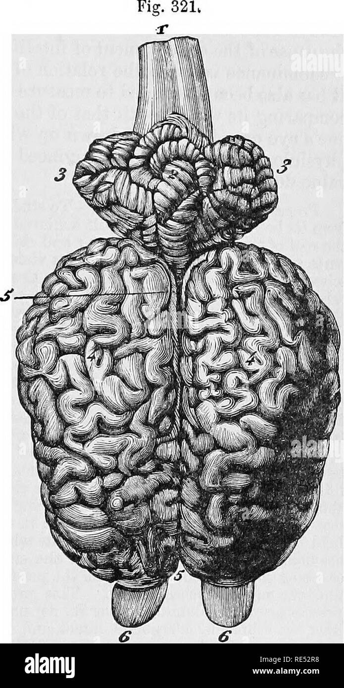 . Die vergleichende Anatomie der domestizierten Tiere. Veterinär Anatomie. T-STÜCK ENCEPHALON. 673 Die tentorium des Kleinhirns. Auf der mittleren Zeile durch einen flacheren Fissur lokalisiert, bilden diese beiden Lappen des Gehirns, und sind in der Regel die zerebrale Hemisphären genannt. In das Hirn seine minderwertigen Gesicht zu untersuchen, sehen wir, dass der posterioren Stiel des organâa Fortsetzung der spinalen cordâis unterhalb der ce-rebellum, die mit der seitlichen Teile der überlegenen Teilfläche verbunden wird verlängert; dieser Teil tritt dann die Cere-bral Hemisphären durch ihren minderwertigen Stockfoto