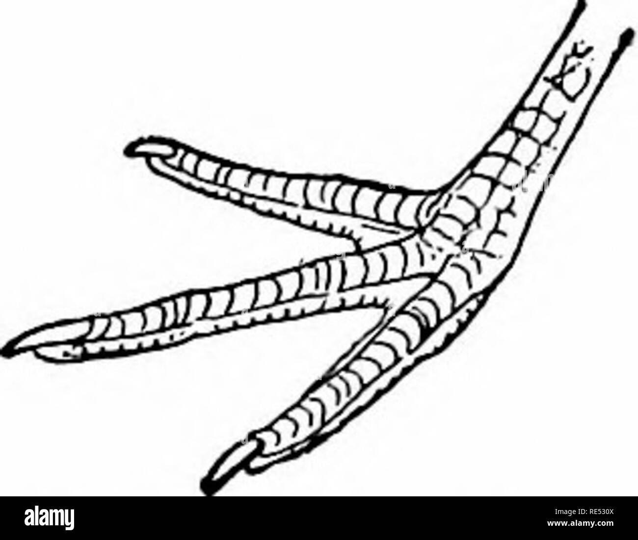 . Die Vögel des östlichen Nordamerika bekannt östlich des 19. Meridian auftreten ... Vögel. Schwarz axillars Ol' Blai - k - gemobbt Plover. Grau axillars ol Goldregenpfeifer.. Axilhirs, grau; ruuip, nicht oraun 'c Braun. Clmradriiis domiuicnu. Goldregenpfeifer. Siehe Xo. 224. - Cliai inlriu - (loniinious. Axilliir. s, rauchig blaek; Rumpf und der oberen Schwanz Deckfedern, nicht oi' aiige Braun. C'/ianidrins sijuiitarula. Schwarz-bellied Plover. Siehe Nr. 222. Diese Sorte hat vier Zehen (die hinri zu, so klein, dass es Otten entweicht noticei, ami prO]) erly gehört in Grou] Ich."), Abschnitt 3, aber aufgrund der Takt, dass es c Stockfoto