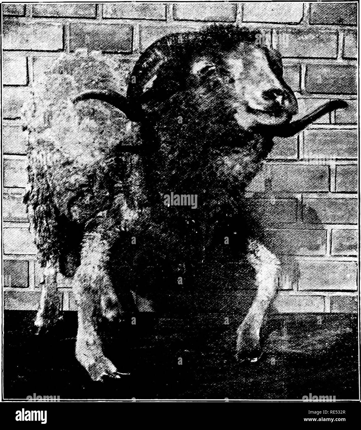 Pectus carinatum Fotos und Bildmaterial in hoher Auflösung Alamy