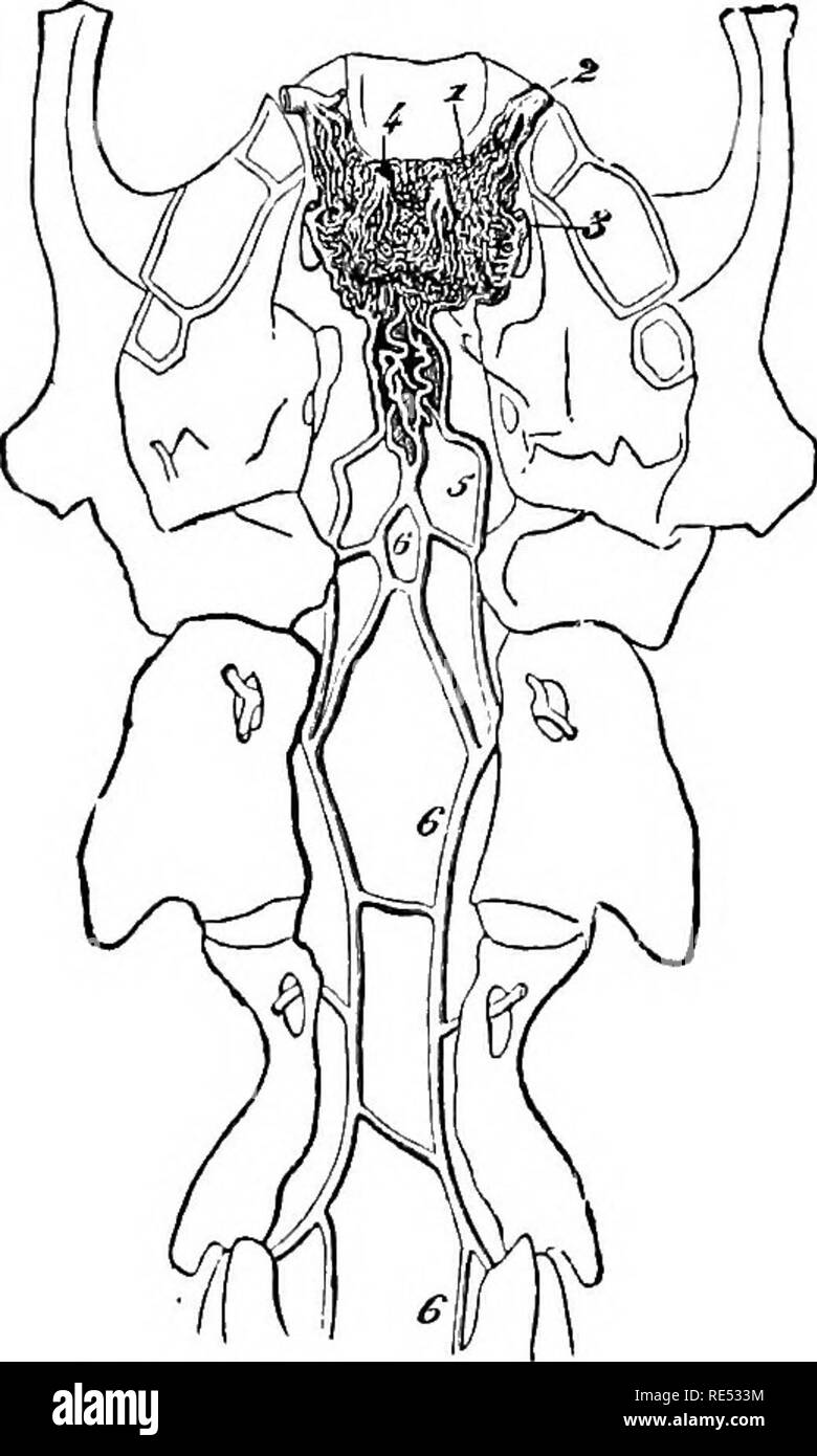 . Die vergleichende Anatomie der domestizierten Tiere. Veterinär Anatomie. 594 Die ARTESIES. Abb. 288. in eine sehr komplizierte Art und Weise. Die untere Extremität, in der supra-sphenoidal Canal, erhält die Generierung von Arterien. Den hinteren Extremitäten, durch die clinoid Prozess behandelt, wird in der Kommunikation mit dem spheno - dornfortsätze Arterie, die verbraucht es sich. In der Mitte und oben, die Zweige bilden neu formieren sich zu einem einzigen Trunk analog der intercranial Teil der A. carotis von Einhufern, die als Haustiere gehalten werden (Abb. 287, 17), und die verfährt die Dura ma Stockfoto