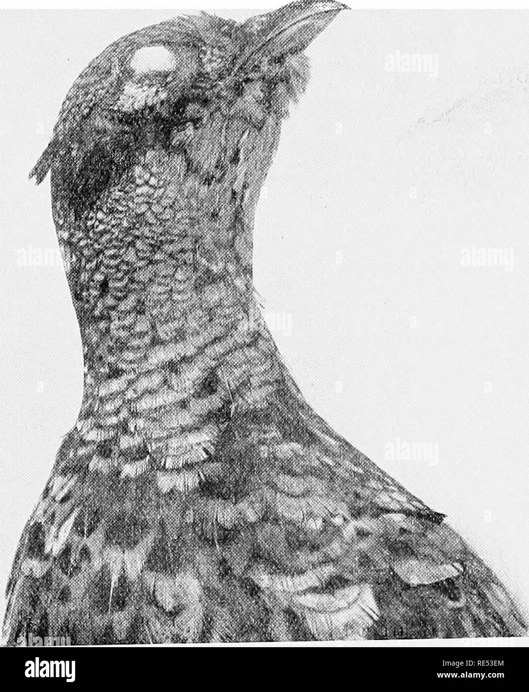 . Fasane; ihre Naturgeschichte und praktische Verwaltung. Fasane. TRANSPORT VON FASANEN. Ich 59 der Transport von sehr wilde Vögel, wie tliey sind recht nicht selbst Schlag gegen das Dach oder die Seiten des Käfigs, in dem Sie umringten. Ich muss nicht sagen, dass sollte ein Vogel beschränkt werden eine lange Zeit in dieser Weise wäre es erforderlich, den Flügeln abwechselnd zu lösen, ansonsten eine steife oder vertraglich vereinbarten gemeinsamen ergeben könnten. Dies würde vermieden. l) y ermöglicht den Vogel die freie Verwendung von jeder Flügel für eine kurze Zeit. Dr. H. Hammond Smith coutribu Ted, ein interessanter Artikel auf dem Gebiet der FeTj. 25, Stockfoto