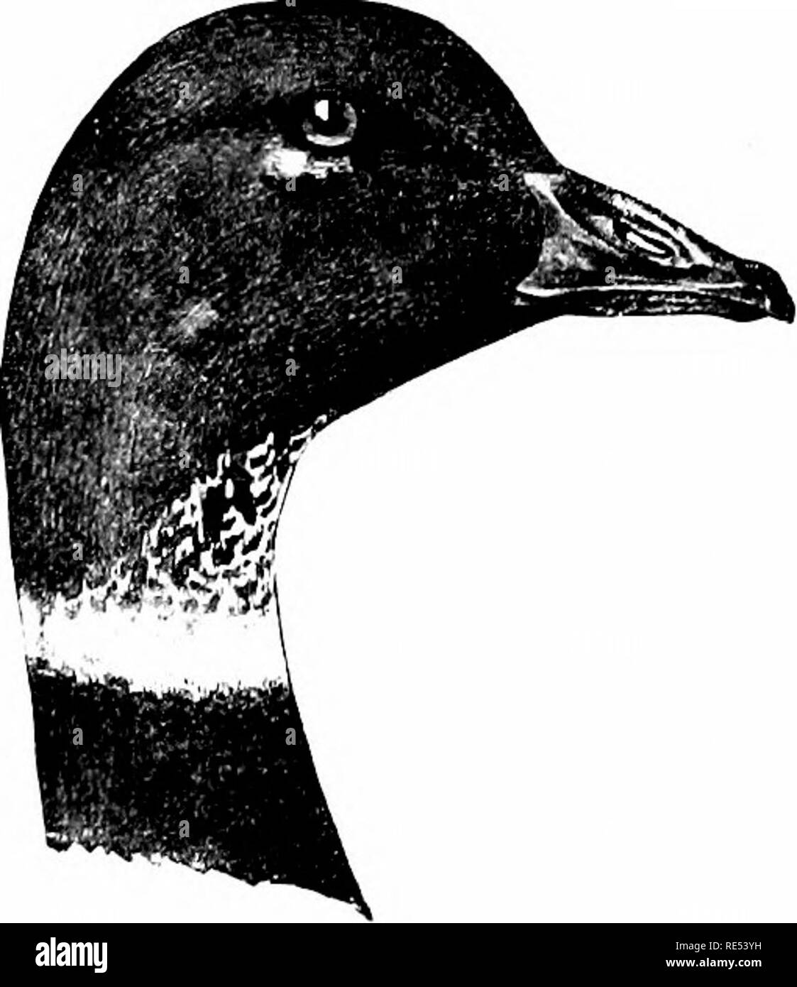 . Die Vögel des östlichen Nordamerika bekannt östlich des 19. Meridian auftreten ... Vögel. Snow Goose. Brent.. Bitte beachten Sie, dass diese Bilder sind von der gescannten Seite Bilder, die digital für die Lesbarkeit verbessert haben mögen - Färbung und Aussehen dieser Abbildungen können nicht perfekt dem Original ähneln. extrahiert. Cory, Charles B. (Charles Barney), 1857-1921; Feld Columbian Museum. Chicago, Sonderausgabe für das Feld Columbian Museum gedruckt Stockfoto