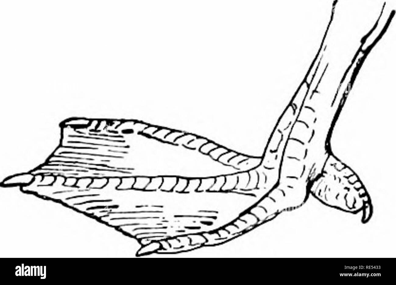 . Die Vögel des östlichen Nordamerika bekannt östlich des 19. Meridian auftreten ... Vögel. Familie ANATIDiE. Enten, Gänse und Schwäne. 71 UNTERFAMILIE FUUQULIN/E. Bucht und das Meer Enten. Enten mit Klappe oder membraneous Nocken auf hind Zeh; Tarsus, scutellate (quer Skalen) in front. * Gruppe 1. Flügel, von 5 bis 6,50 Zoll lang. Abschnitt 1. Schwanzfedern, nicht steif und spitz. Kopf, grünlich Violett, mit wliite Patch (männlich); Kopf, grau mit weißen Ijrown pateh (weiblich oder unreifen); keine dunklen Streifen auf die Wange; Bill, weniger t: u Drei viertel Zoll breit. Charitonetta albeola. Buffle^ Kopf Ente. Dip Stockfoto