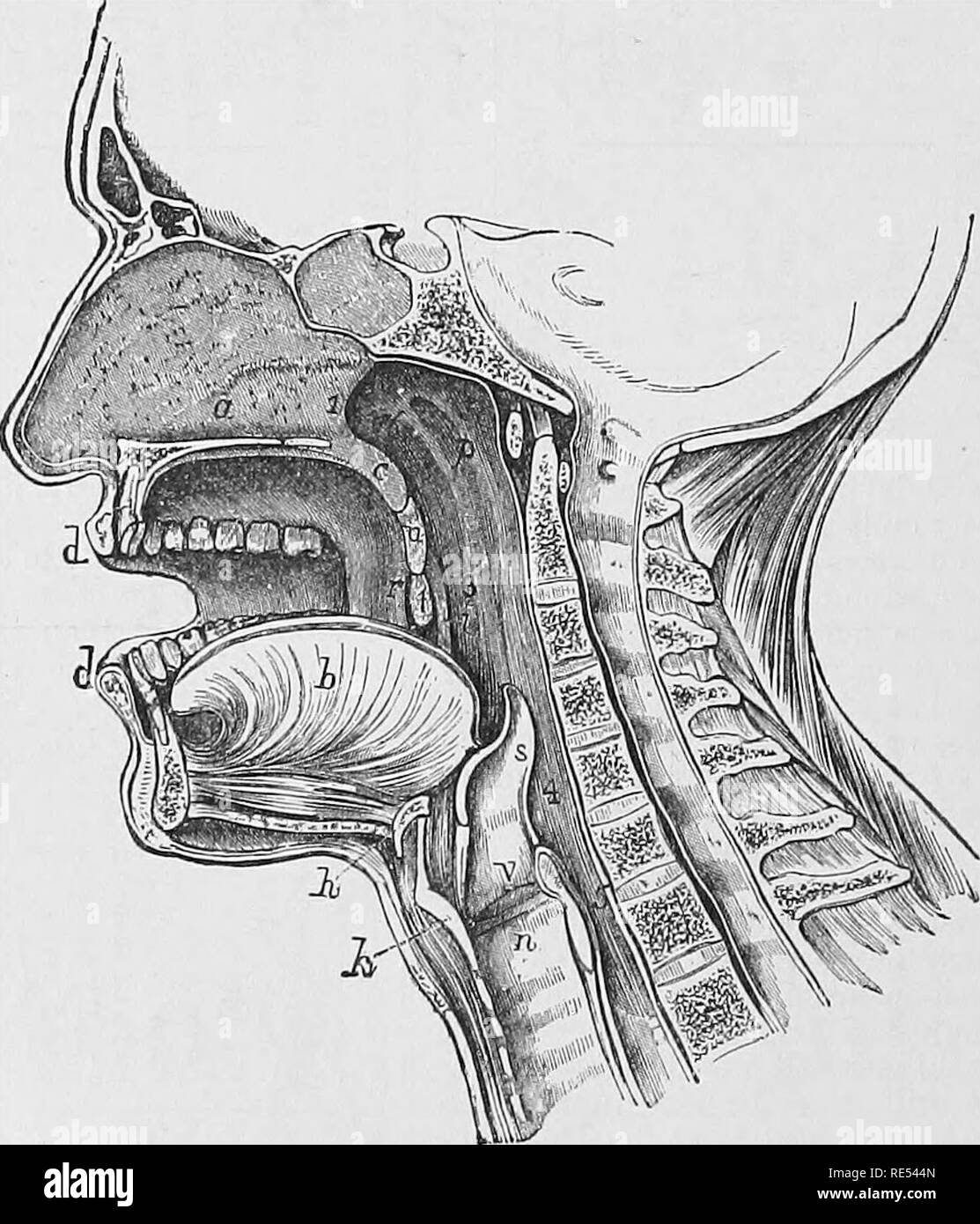 . Die vergleichende Anatomie der domestizierten Tiere. Veterinär Anatomie. 362 TSE-VERDAUUNGSAPPARAT IN MAMMALIA. Nach ihrer vollständigen Ausbruch aus der alveolären Hohlräume, die Zähne des Hundes sind nicht mehr nach außen geschoben. Sie sind bemerkenswert für ihre brillanten Weißgrad, der Sie an die Abwesenheit von Zement auf theii', die von Zahnschmelz verdanken. Die Gat hat 30 Zähne: 12 Schneidezähne, vier Stoßzähne, vierzehn Molaren, davon acht in der oberen sind, und sechs im Unterkiefer. Alle diese Zähne sind tlie gleichen Typ wie die des Hundes gebaut. Die stoßzähne sind zutiefst gestreift auf der externen Surf Stockfoto