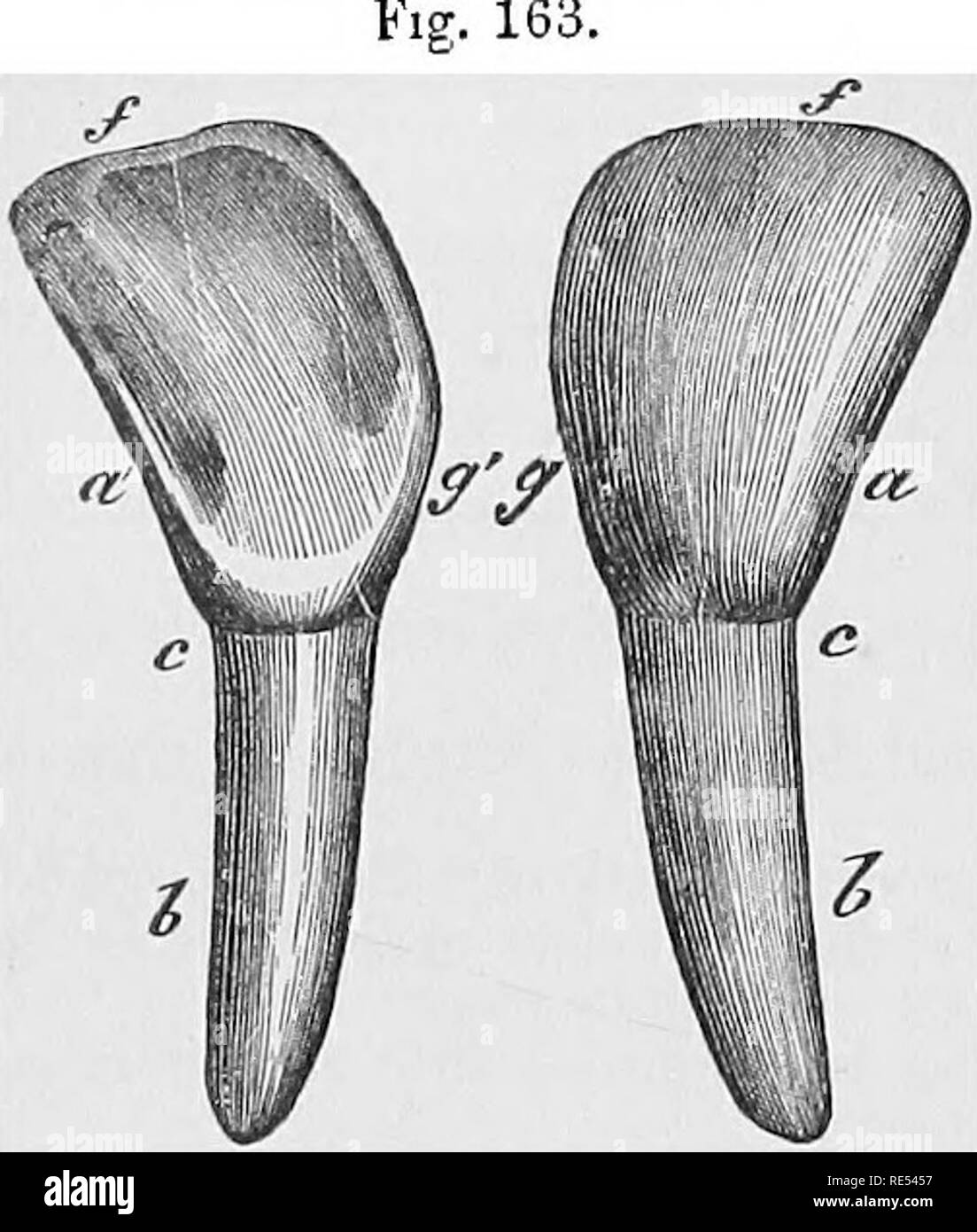 . Die vergleichende Anatomie der domestizierten Tiere. Veterinär Anatomie. 358 Die VERDAUUNGSFÖRDERNDE APPASATUS IN MAMMALIA.. J Free Grenze Grenze ox SCHNEIDEZAHN ZAHN. teil, externtil Gesicht, äußere; Ein', wenn) idj Innenfläche, äußere; b. Root; u. Hals/anterioren Grenze; g, g "Innere Grenze. stituting der Wurzel, und durch einen sehr deutlichen constrictionâthe getrennt. Hals. Diese Vereinbarung gibt den Zahn in Form einer Schaufel, die Wurzel, die den Griff (Abb. 163). "Der freie Teil, unten abgeflacht, oben und unten, und dünnste und breitesten gegenüber seinen vorderen Extremitäten, präsentiert zwei Fa Stockfoto