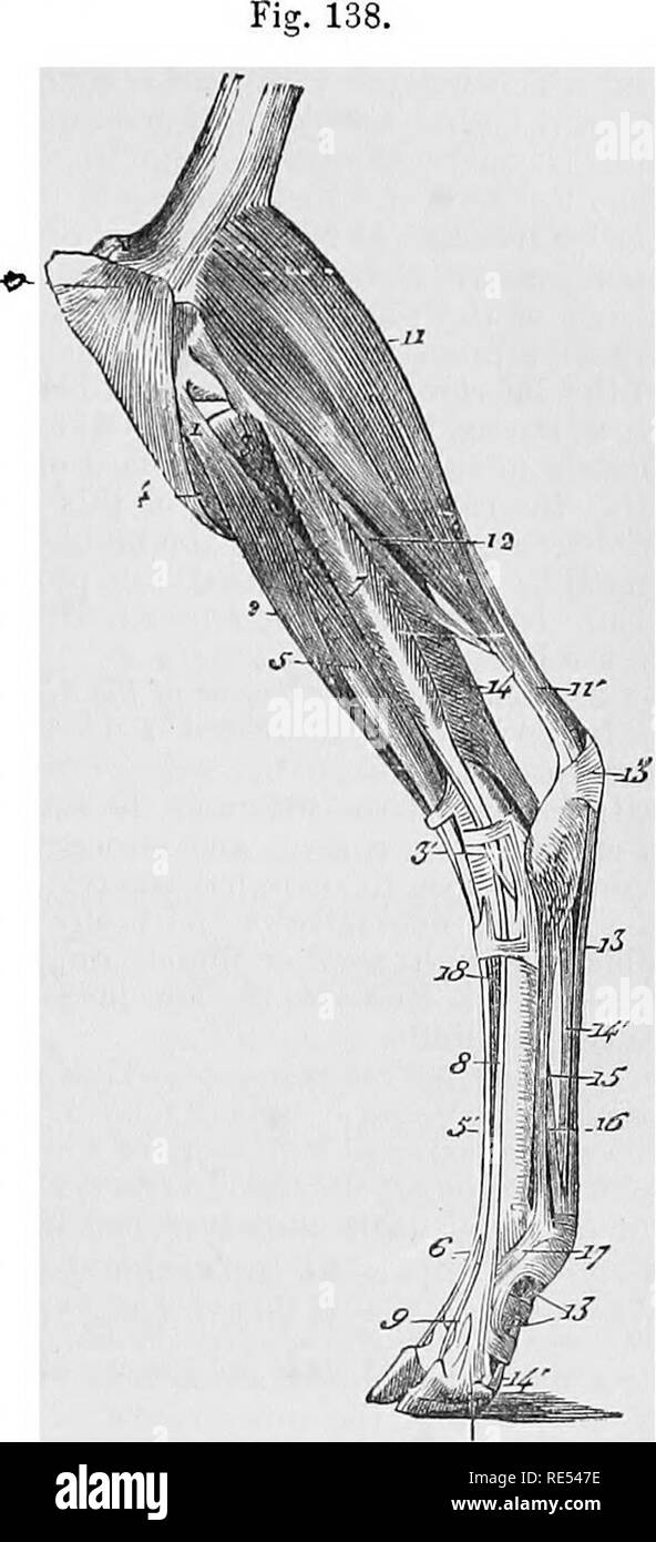 . Die vergleichende Anatomie der domestizierten Tiere. Veterinär Anatomie. Muskeln der hinteren Gliedmaßen. 307 beginnt in der Mitte des Schienbeins. Dieser Sehne führt durch einen Ring in der tendoii der Muskel, der stellt den Teil der tendinous tlie tiexor Der hintermittelfuss durchbohrt; er weicht dann nach innen, und ist in das cuueiforms und die Superior Extremität des piincipal Mittelfußknochen (Bild fixiert. 138, 4). 3. Eine ordnungsgemäße extensor der externen Stelle (seitliche extensor der Phalangen bei Einhufern, die peronetis brevis lateralis im Menschen), deren fleischigen Körper insgesamt ist simila Stockfoto