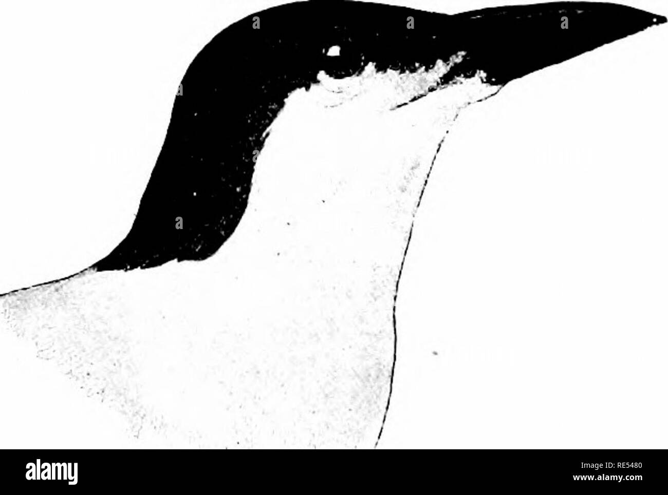 . Die Vögel des östlichen Nordamerika bekannt östlich des 19. Meridian auftreten ... Vögel. ^; Ji: -. Mindestens Tern. , Flügeltüren billefl Tern. Nach Ternn (außer tlie Norldy) haben die Oberseite (wenn tlie Kopf komplett schwarz, Teil des Jahres, variiert mit Alter. Bitte beachten Sie, dass diese Bilder sind von der gescannten Seite Bilder, die digital für die Lesbarkeit verbessert haben mögen - Färbung und Aussehen dieser Abbildungen können nicht perfekt dem Original ähneln. extrahiert. Cory, Charles B. (Charles Barney), 1857-1921; Feld Columbian Museum. Chicago, Sonderausgabe für das Feld kolumbianischen Mus gedruckt Stockfoto
