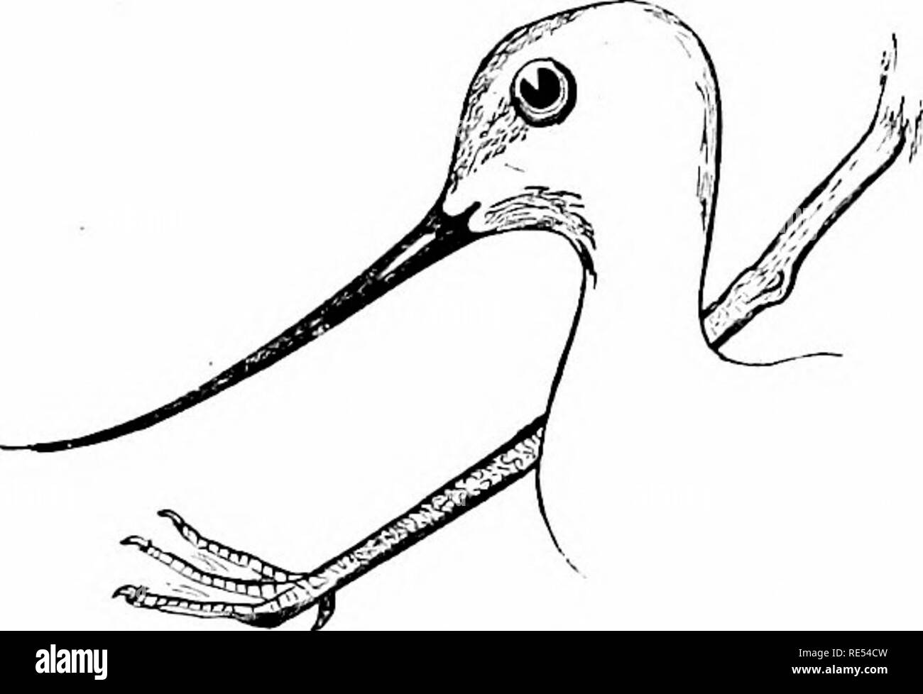 . Die Vögel des östlichen Nordamerika bekannt östlich des 19. Meridian auftreten ... Vögel. Schlüssel zu den Familien. WATEU BIUDS. 17 GRUPPE 4. Zehen; Zehen, nicht vollständige Webbed; kleine Stege zwischen den Zehen an der Basis, oder Zehen ganz ohne Web-sites; hind Toe, manchmal kleine. Abschnitt 1. Hind toe, erhöht über dem Niveau des vorderen Zehen.. Säbelschnäbler. Säbelschnäbler. Tarsus, über 3,50 Zoll lang; Rechnung, nach oben gebogen oder gerade. Familie RECURVIROSTRID/E. Säbelschnäbler. Siehe Seite 106.. Bitte beachten Sie, dass diese Bilder aus gescannten Seite Bilder, die digital für die Lesbarkeit verbessert haben mögen - Färbung und Aussehen o extrahiert werden Stockfoto