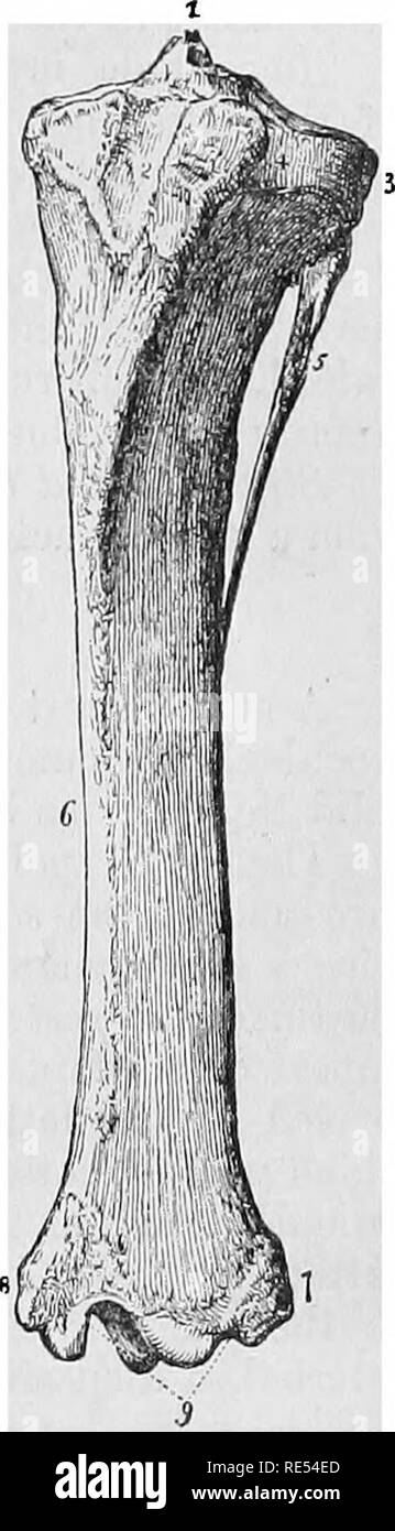 . Die vergleichende Anatomie der domestizierten Tiere. Veterinär Anatomie. Die POSTEBIOB Gliedmaßen. 101 Fi?. 64. Sickern'Groove, in denen übergibt einen tendinous Netzkabel; es ist ausgegraben, vorne, durch ein senkrecht längliche Fossa, die Logen der Mitte ligament Der patella. Die externe tuberosity, mittelgroß und die freistehende, äußerlich ein Gelenk Facette für den Kopf der Fibel. Die interne tuberosity, die größte und am wenigsten Freistehendes, präsentiert: an den Seiten, ligamentous Abdrücke; hinter, einem kleinen Tuberkel, die Anlage an den POS-gibt-terior Crucial ligament Der dabei Schienbeinkopf Kunst Stockfoto