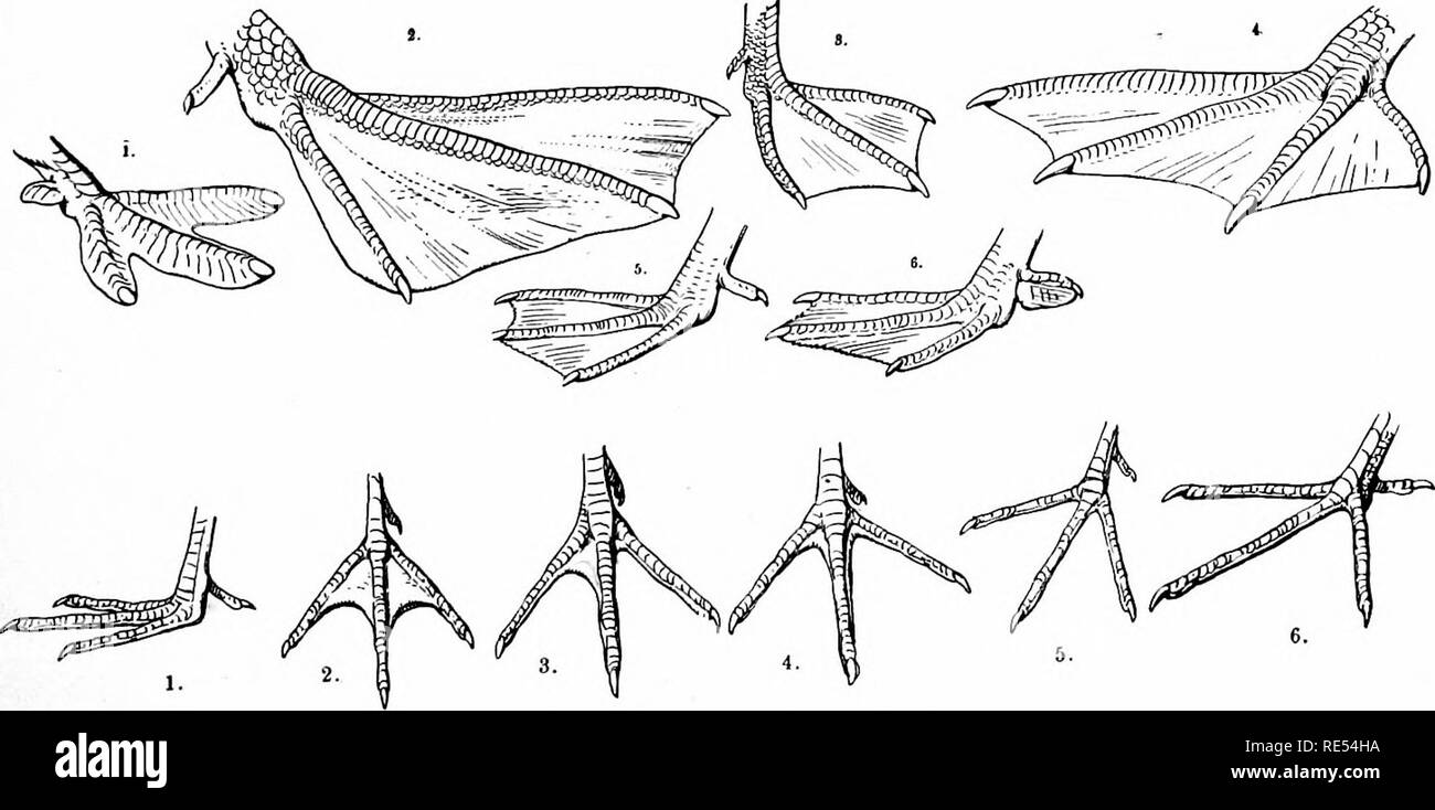 . Die Vögel des östlichen Nordamerika bekannt östlich des 19. Meridian auftreten ... Vögel. Gebootet Tarsus Tarsus Scutellate der Tarsus, der von der Biegung des Beines gemessen wird (Ende der Tibia) zu den Wurzeln der Zehen (C bis D in der Abbildung), ist ein wichtiger Faktor für die Identifizierung vieler Arten. Die Füße sind sehr variabel in Form und Anordnung der Zehen. Diese Abweichungen sind von größter Bedeutung, die generische und oft auch Familie Unterschiede.. Arten von Füßen.-Wasser Vögel.. Bitte beachten Sie, dass diese Bilder aus gescannten Seite Bilder, die Grabung wurden extrahiert werden Stockfoto
