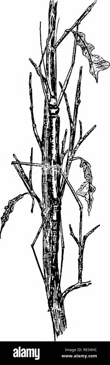 . Natur - Studie; ein Handbuch für Lehrer und Schüler. Die Natur studieren. 244 NATUR - Studie gelenkigen Körper ist grau oder braun oder grün die Zweige des Baumes zu entsprechen, und die langen, dünnen Körper und Beine sind wie dünne, grüne Zweige. Viele der Käfer, Würmer oder Zoll - Würmer Zweige sehr ähneln, und wenn gestört übernehmen Motion - weniger, Twig - hke Haltungen. Eines der auffälligsten Illustra- tionen der schützenden Färbung ist die Kallima, einem Südamerikanischen Schmetterling, blau und orange Farben auf der oberen Seite der seine Flügel. Dieser Schmetterling, in Ruhe, nimmt ein Blatt - wie Haltung, und die Flügel sind Stockfoto