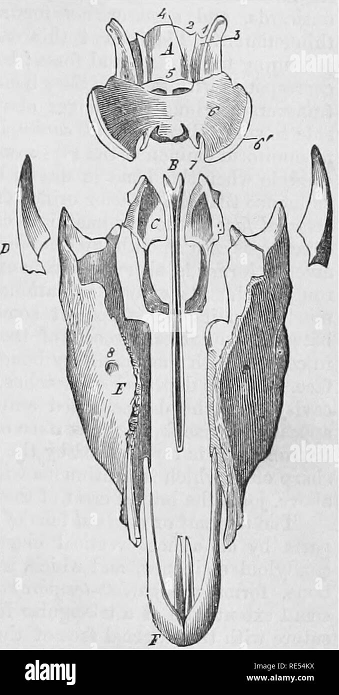 . Die vergleichende Anatomie der domestizierten Tiere. Veterinär Anatomie. Den Kopf. il Abb. 20. lamina Der etlimoid Knochen. Die sehr dünnen seitlichen Teile sind Teil der circumforence der Flügel; sie sind Aussparungen in der Nähe ihrer Union mit dem mittleren Stück in der Bildung der Orbital foramen zu unterstützen. Die beiden seitlichen Rändern sind dünn und konvexe in ihren ein-terior Hälfte, wie auch die Kontur der Flügel, die Mortised sind ie die frontale Knochen. Für deren verbleibende Amtszeit, soweit Sie sind dick, denticulated und abgeschrägte auf Kosten der externen Platte, mit dem sq^ uam zu artikulieren Stockfoto