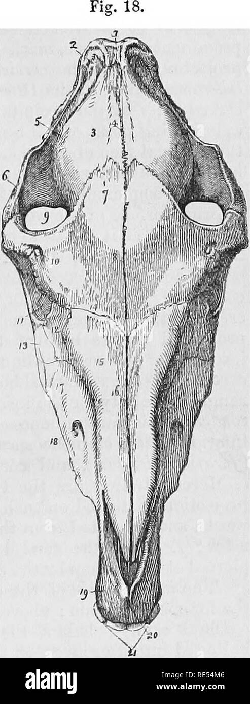. Die vergleichende Anatomie der domestizierten Tiere. Veterinär Anatomie. T-Leiste. 33 3. Lendenwirbelsäule vertebrx. - Die lendenwirbelsäule Tertebrse sind die stärksten Knochen in der Wirbelsäule, und ihre Körper sind fast so dick wie die der Großen domestizierte Tiere. Diese enorme Entwicklung der lumbalen vertebraj im Menschen zu seiner Position als biperl. In der Fünften, die untere Teilfläche des Körpers ist sehr schräg nach hinten und nach oben, und die quer liegenden Prozesse sind umfangreicher als die der anderen lumbalen Wirbelkörper. 4. Sacrum - Das kreuzbein wird durch die Union gebildet. fünf Teile. Es ist sehr con Stockfoto