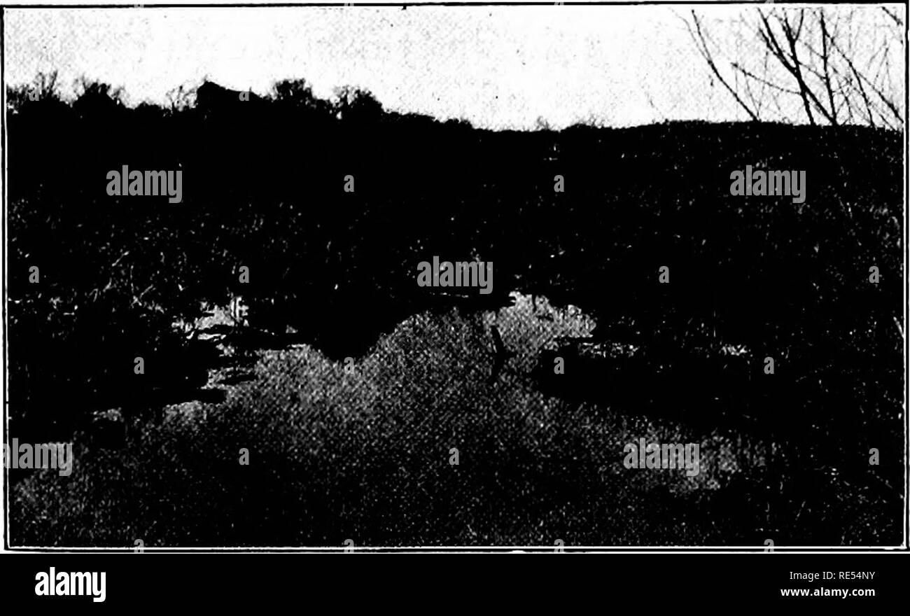 Larven im teich SchwarzweißStockfotos und bilder Alamy