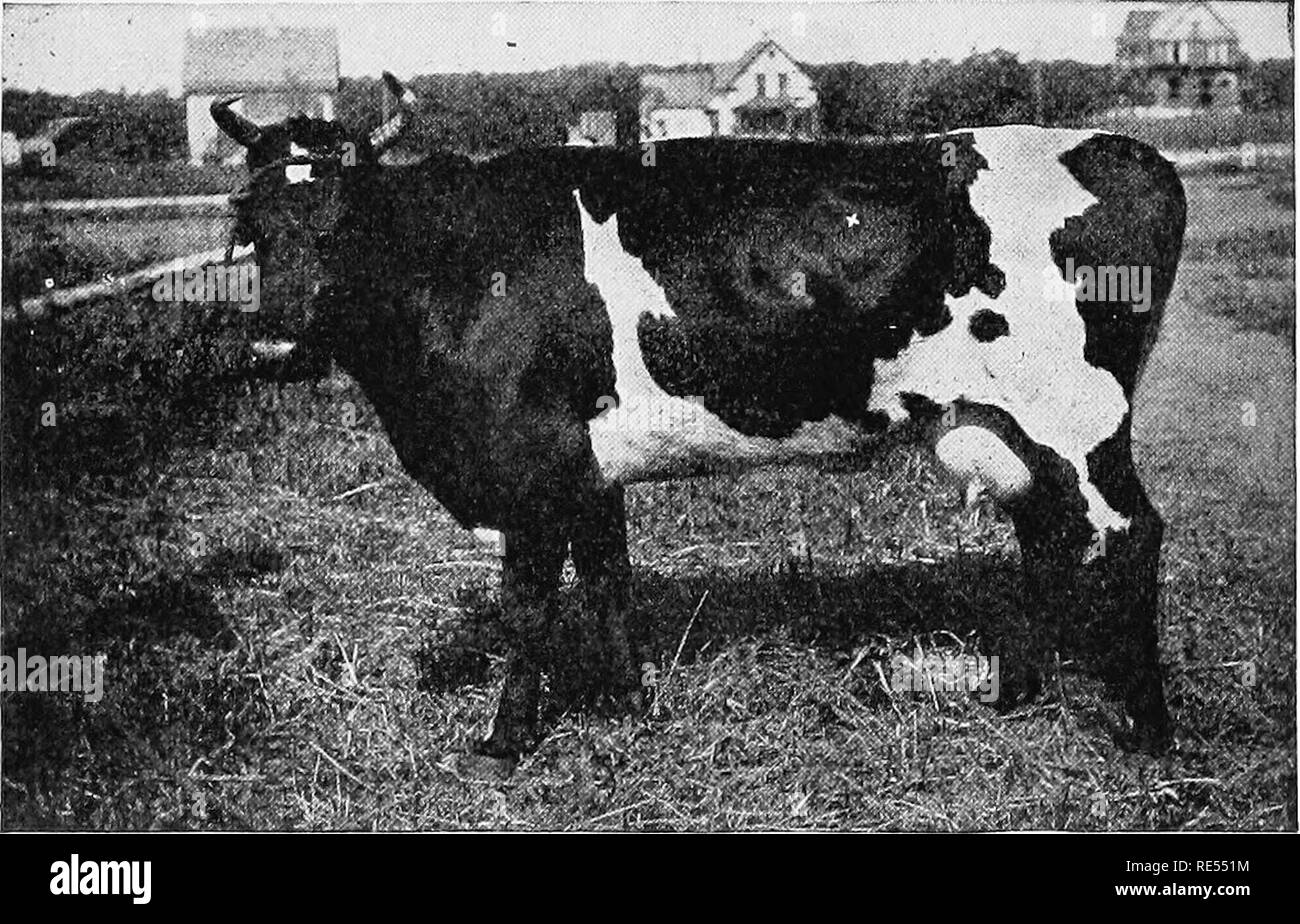 . Veterinärmedizin für landwirtschaftliche Studenten. Veterinärmedizin. Vortrag XLVIII HOVEN, oder SCHWILLT (akute TYMPANITES) Hoven, oder Blasen auf, ist eine Form von Verdauungsstörungen bei Rindern und Schafen, die auf eine ungewöhnliche Sammlung von Gas im ersten Magen oder Bauch gekennzeichnet ist. Ursachen. - Aufblasen, die durch übermäßige Gärung, die indirekt Ergebnisse aus solchen Bedingungen wie plötzliche Änderungen von trockenen Lebensmitteln auf die Weide oder von einer Weide auf ein besseres, oder verursacht. Abb. 77. - Die zeigen, wo zu tippen. (M. H.S.) Siehe weißes Kreuz in der Flanke. aus Gras, Klee. Leicht fermentierten Lebensmitteln für Hoven. Gräser oder Klee, Stockfoto