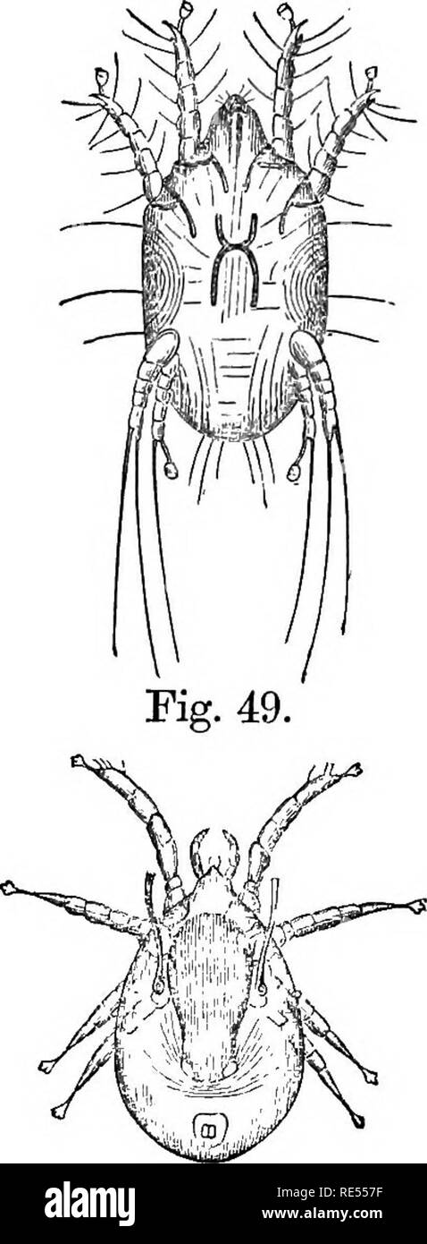 . Die Bäuerin tierärztlichen Berater, ein Leitfaden zur Vorbeugung und Behandlung von Krankheiten bei Haustieren. Veterinärmedizin; für die Hygiene im Veterinärbereich. Abb. 51. Abb. 46 - sarcoptes Equi. Frau. Abb. 47 - Dermatophagus Equi. Frau. Abb. 48 - Dermatocoptes Equi. Frau. Abb. 49 - dermanyssus. (Lien Laus.) Abb. CO-Garaasus von Futter. Abb. Jl-demodex.. Bitte beachten Sie, dass diese Bilder sind von der gescannten Seite Bilder, die digital für die Lesbarkeit verbessert haben mögen - Färbung und Aussehen dieser Abbildungen können nicht perfekt dem Original ähneln. extrahiert. Gesetz, James, 1838-1921. Ithaca [N. Y. Stockfoto