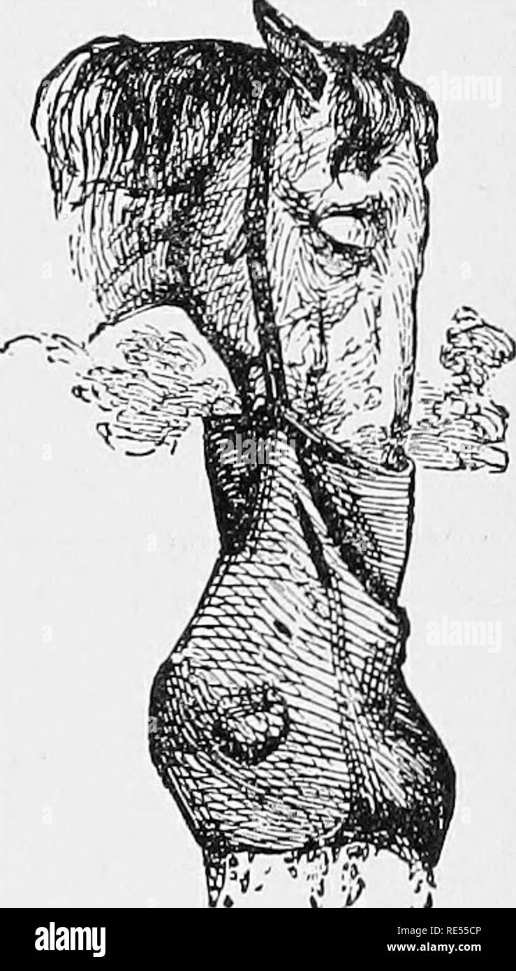 . Die homÅopathic Tierärztin, die der Geschichte, Mittel der Vorbeugung und Symptome von allen Erkrankungen der Pferd, Rind, Schaf, Schwein, Hund, Katze, Geflügel und Vögeln, und die am meisten anerkannten Behandlungsmethoden. Veterinärmedizin. Das PFERD DIE ATMUNGSORGANE. 105 kalt ist, dann ist eine plötzliche, kompletten Ausfall der Appetit; Puls schwach, aber stetig; Tising" Membran Schleimhäute der Nase sehr rot, der Husten wächst schwach, heiser, verlängerte oder ganz gestoppt werden, in der Regel mit slob-Tjering besuchte, wiederholte Versuche zu schlucken, und andere Anzeichen von Halsschmerzen; nasalen Membran, zunächst trocken und Stockfoto