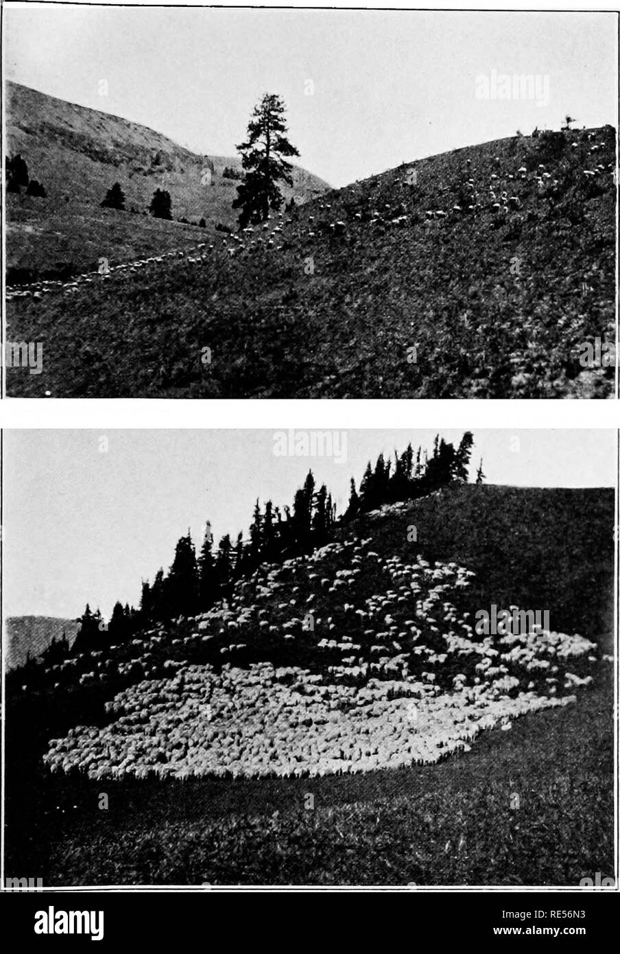 . Western live - Lagerverwaltung. Vieh; Bereich Management. Platte IV. - Öffnen und Schließen der Hütehunde. Viel weniger Bandbreite benötigt wird, wo die Schafe in offenen forma gestreift sind- wie oben Anstatt eng gebündelt als unten.. Bitte beachten Sie, dass diese Bilder sind von der gescannten Seite Bilder, die digital für die Lesbarkeit verbessert haben mögen - Färbung und Aussehen dieser Abbildungen können nicht perfekt dem Original ähneln. extrahiert. Potter, E.L. (Hermelin Lawrence), 1884 -; Kennedy, Carl N; Samson, George Roy; Nelson, Oran Milton. New York: Macmillan Company Stockfoto