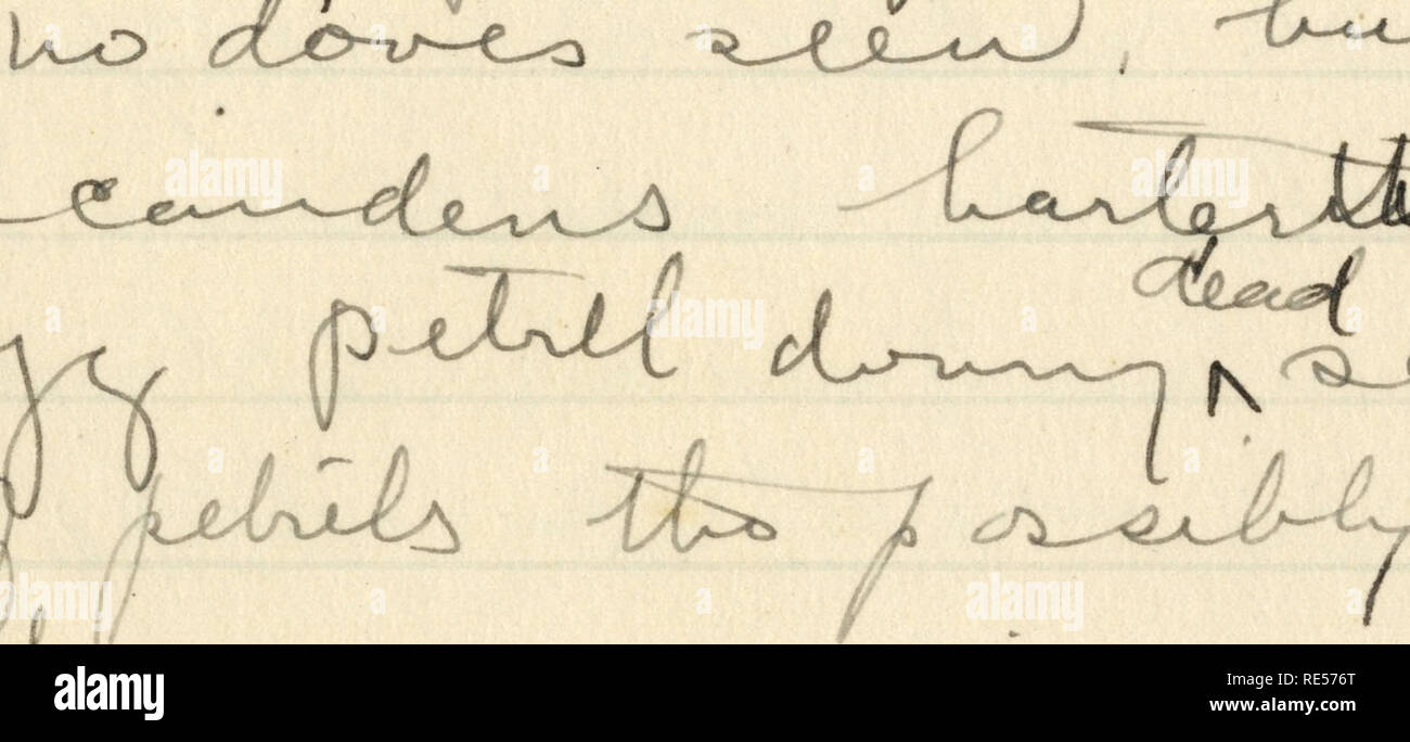 . Rollo Beck Galapagos expedition Journal, 1905-1906 (inklusive). Wissenschaftliche Expeditionen - Südamerika. 5,7 A.^ Ich^ cL*n J^ eutA *<-V)^^^ Ein a-l-v-^e^-* Â £ r*-&amp; -Kin-^> IhG^ XlJi.  Z-- rvry * fi^<-Â £< ?  yiA - &Lt;L<^7-v^v, ur^^ jCi ^^Â"r. j'7.11 fe Haâ-sj^xJL oS^M^Ic weit l^ zJ c^ uo^ u Uj * lAjlK ^ Ich ... O-7-1.. ^.. n. j. '. Bitte beachten Sie, dass diese Bilder sind von der gescannten Seite Bilder, die digital für die Lesbarkeit verbessert haben mögen - Färbung und Aussehen dieser Abbildungen können nicht perfekt dem Original ähneln. extrahiert. Beck, Rollo Howard. Stockfoto