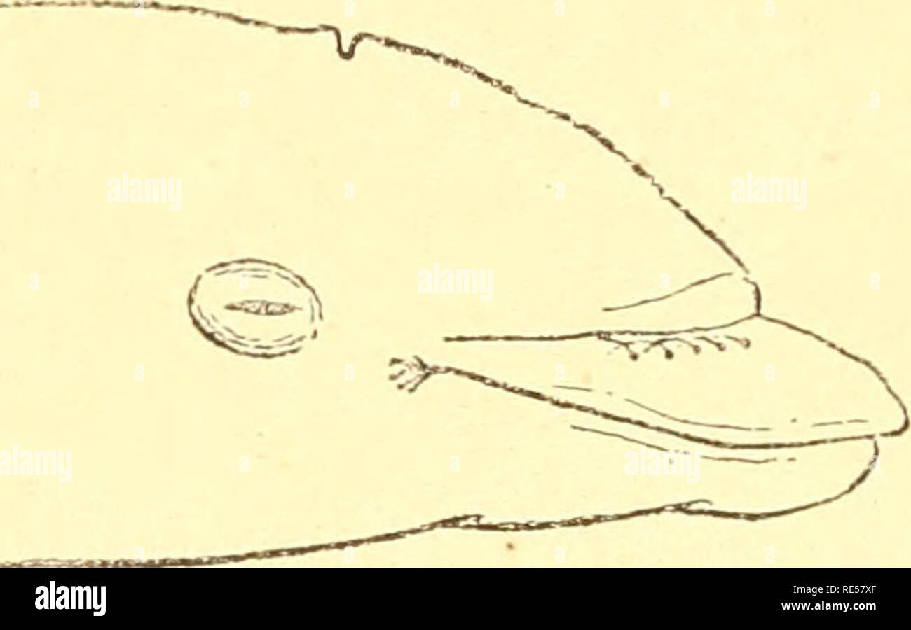 . Cà © tacÃ©s du sud-ouest de la France. Cetacea. Schwein. 7. Â TÃªte d'un de fÅtus Ttirsloiis. MalgrÃ © la Grande taille de ce paraissait fÅtus, il ne pas à terme, ich liebe que les mamelles de la mÃ¨re ne contenaient Pas de Lait. Il est Vrai que cette femelle avait Dekor "souffrir de La Faim, depuis son entrÃ©e dans la Gironde; Sohn estomac Ã©tait complÃ¨te-ment vide. L'Estomac d'un mÃ¢ le adulte ne contenait que des arÃªtes de poissons; celui d'une femelle renfermait des Dekor bris de poissons, un-Congre entier de la grosseur du Bras, Beaucoup d'Anguilles, et un-os de Seiche. J'ai pu Comparer, avec Nos den Tursi Stockfoto