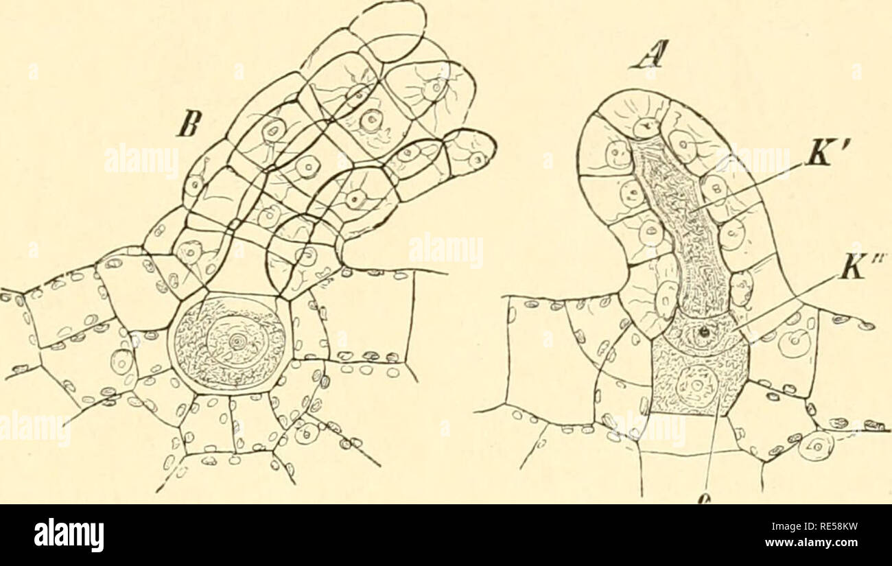 . Cryptogamen. Abb. 340. Polypodium vulgare. Ein reifes, B entleertes Antheri-dium. j: "Prothalliunizelle,/und 2 Eingzellen, S Deckelzelle. A und B Vergr. 240. C und B Spermatozoiden Vergr. 540.. Abb. 341. Polj'Podium vulgare. Ein unreifes Archegonium, K', K" Halscanalzelle Bauchcanalzelle, o Ei. B reifes geöffnetes Archegonium. Vergr. 240. Den inducirt Spermatozoiden sterben Archegonium Bewegungsrichtung / Dm / der Aufnahme eines Spermien in das Ei Umgiebt sich sterben Eizelle mit Membran und entwickelt sich in der schon angegebenen Weise (Vgl. Abb. 335), ohne einen Ruhezustand durchzum Stockfoto