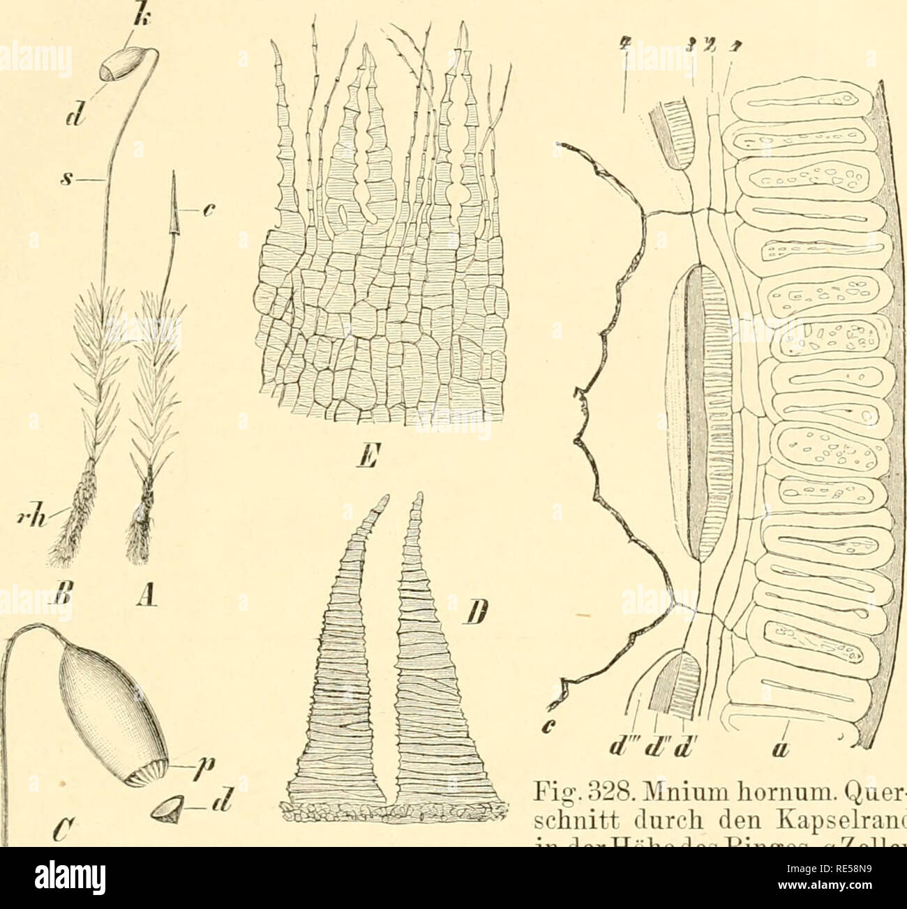 Mnium hornum Fotos und Bildmaterial in hoher Auflösung Alamy