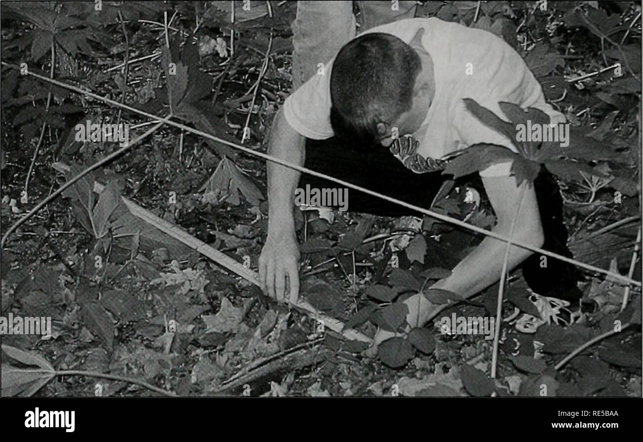 . Kritische Trends in Illinois Ökosysteme. Ökologische Bewertung (Biologie); Umweltverträglichkeitsprüfung; Natur; Umweltverschmutzung; Erhaltung natürlicher Ressourcen; Umweltqualität. 74 Kritische Trends in Illinois Ökosysteme nur sieben Strauch- und Rebsorten stammt von dieser Website erfasst, von denen fünf invasive Sträucher wurden. andere Becken. Aber, native Fischreichtum wurde dabei niedrig. Viele Websites wiesen bewaldeten Ufergebieten, Wicklung stream Kurse, gut entwickelte unterboten Banken und gute Variation in der Tiefe. Sugar Creek, in der Nähe der Armington, hatte hohe EPT Reichtum und eine niedrige HBI Kerbe. Das schlechteste Hotel Stockfoto