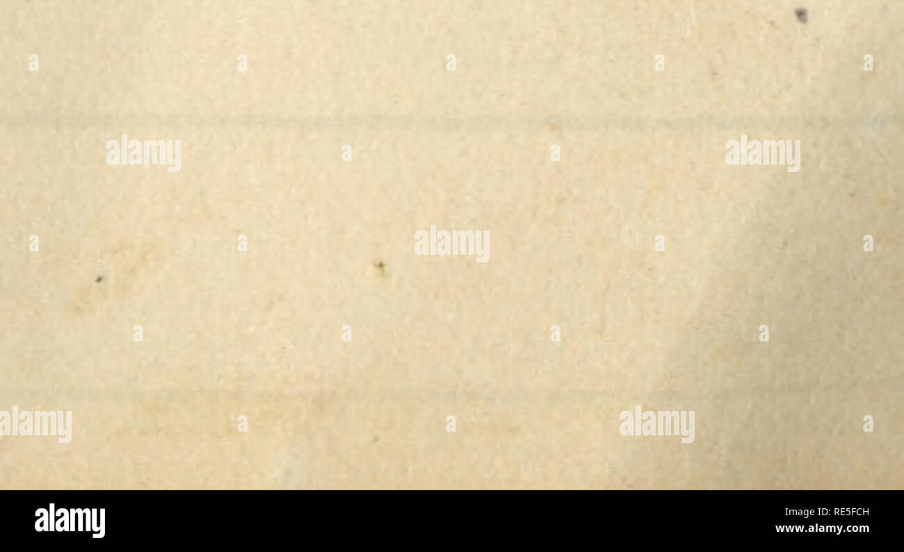 . Rollo Beck Galapagos expedition Journal, 1905-1906 (inklusive). Wissenschaftliche Expeditionen - Südamerika. Q^^^o cvcyu * - &Lt;Mju^^^ Tyv JU^7&lt; $'.- os^ U jlo ^-&amp; £)" 7^ Taf-^ jt-vJ-&amp;** (taw-. UL*^&gt;^^% XcU A)^A * 9 * t n ^^u^ UL^A s°^* JL^ aj^ cI/L* Sr^^l^ Wanne^^^t Eti JU^? UJfsrt^k (MJU^^A cvJLc sG^ Cuf^ Tf1 v^6/JL^^^^^^^W^ttA&gt; it/cU^ L a i l "^iWtdU. * W&gt; w £ zu &Amp; r C"^^. Ich i. Bitte beachten Sie, dass diese Bilder extrahiert werden aus der gescannten Seite Bilder, die digital haben für die Lesbarkeit verbessert - Färbung und Aussehen dieser Abbildungen können nicht perfekt aussehen Stockfoto