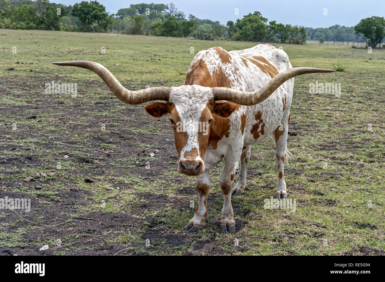 Nahaufnahme eines Texas Longhorn steer starrte der Kamera. Stockfoto