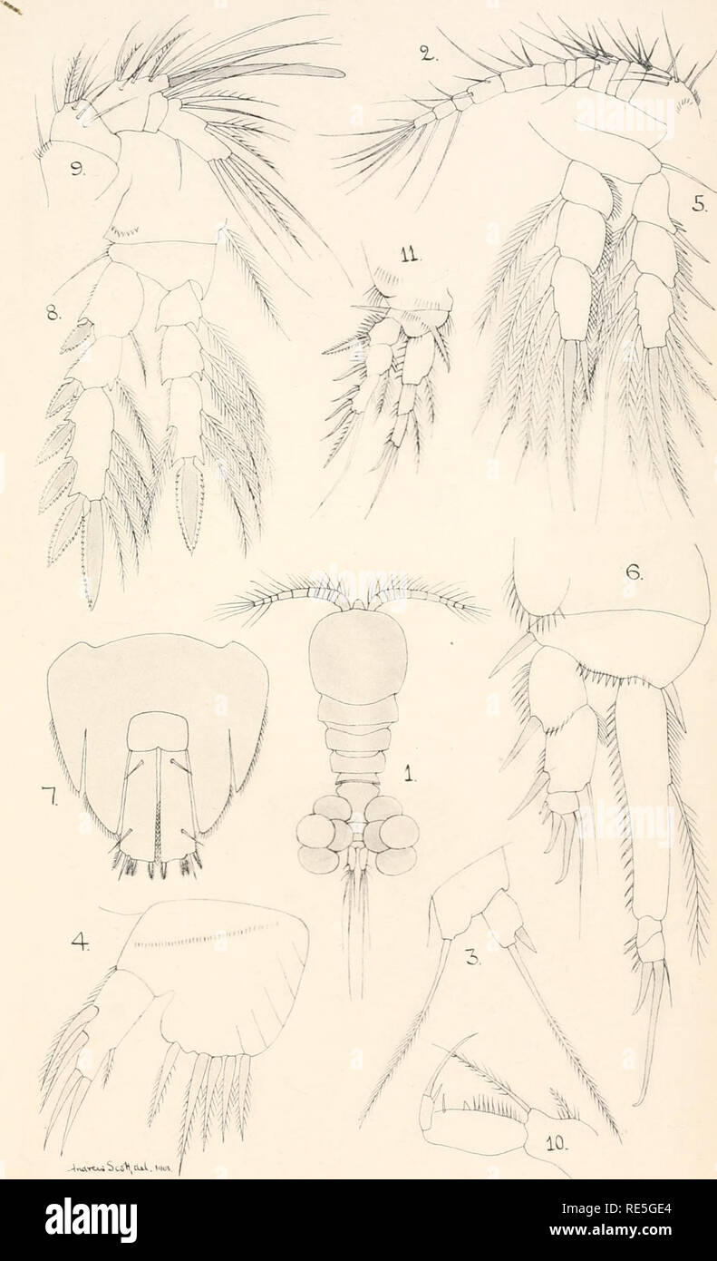 . Die CRUSTACEA von Devon und Cornwall. Krebstiere. Kruste. Devon und. Cornwall. Platte XI. London Stereoscopic Co. Imp.. Bitte beachten Sie, dass diese Bilder sind von der gescannten Seite Bilder, die digital für die Lesbarkeit verbessert haben mögen - Färbung und Aussehen dieser Abbildungen können nicht perfekt dem Original ähneln. extrahiert. Norman, Alfred Merle, 1831-1918; Scott, Thomas. London, Wesley Stockfoto