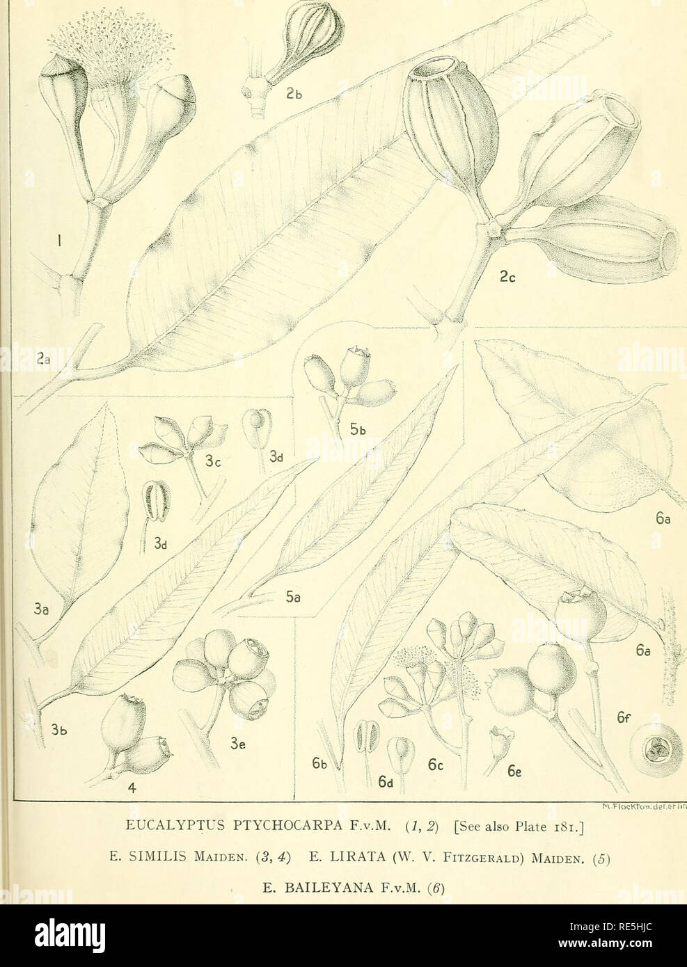 . Eine kritische Revision der Gattung Eukalyptus. Eukalyptus. Krit. Rev. Eukalyptus. PL. 182.. M-FlocKro-n. det. ef-liiYi. EUCALYPTUS PTYCHOCARPA F.v.M. (1,2) [Siehe auch Platte 181.] E.IMILIS Maiden. (3, 4) E.LIRATA (W. V. Fitzgerald) Maiden. (5) E. BAILEYANA F.v.M. (6). Bitte beachten Sie, dass diese Bilder sind von der gescannten Seite Bilder, die digital für die Lesbarkeit verbessert haben mögen - Färbung und Aussehen dieser Abbildungen können nicht perfekt dem Original ähneln. extrahiert. Maiden, J. H. (Joseph Henry), 1859-1925. Sydney, W. A. Gullick, Regierung, Drucker Stockfoto