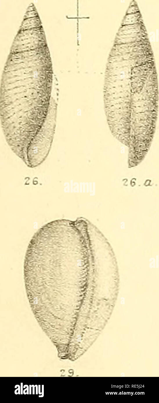 . Kreidezeit Fauna in Südindien. Paläontologie, Paläontologie. 5 ffii2r^^ mv-."?"^^. 5 TfW TT^i7 1"""""^&- lt;^' J/", M, H#' "^V 4 23 l. ICnstoturrvDa-ss Lith: Prmtec am Seol: Surv. Büro. Bitte beachten Sie, dass diese Bilder sind von der gescannten Seite Bilder, die digital für die Lesbarkeit verbessert haben mögen - Färbung und Aussehen dieser Abbildungen können nicht perfekt dem Original ähneln. extrahiert. Geologische Übersicht Indien; Blanford, Henry Francis, 1834-1893; Stoliczka, Ferdinand, 1838-1874. Kalkutta, Geologische Offic Stockfoto