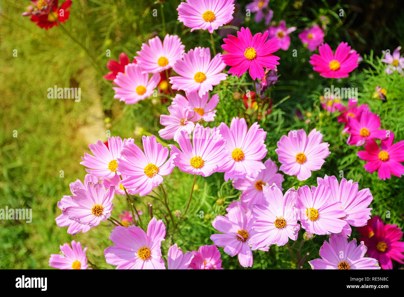 Schöne cosmos Blumen im Garten Stockfoto