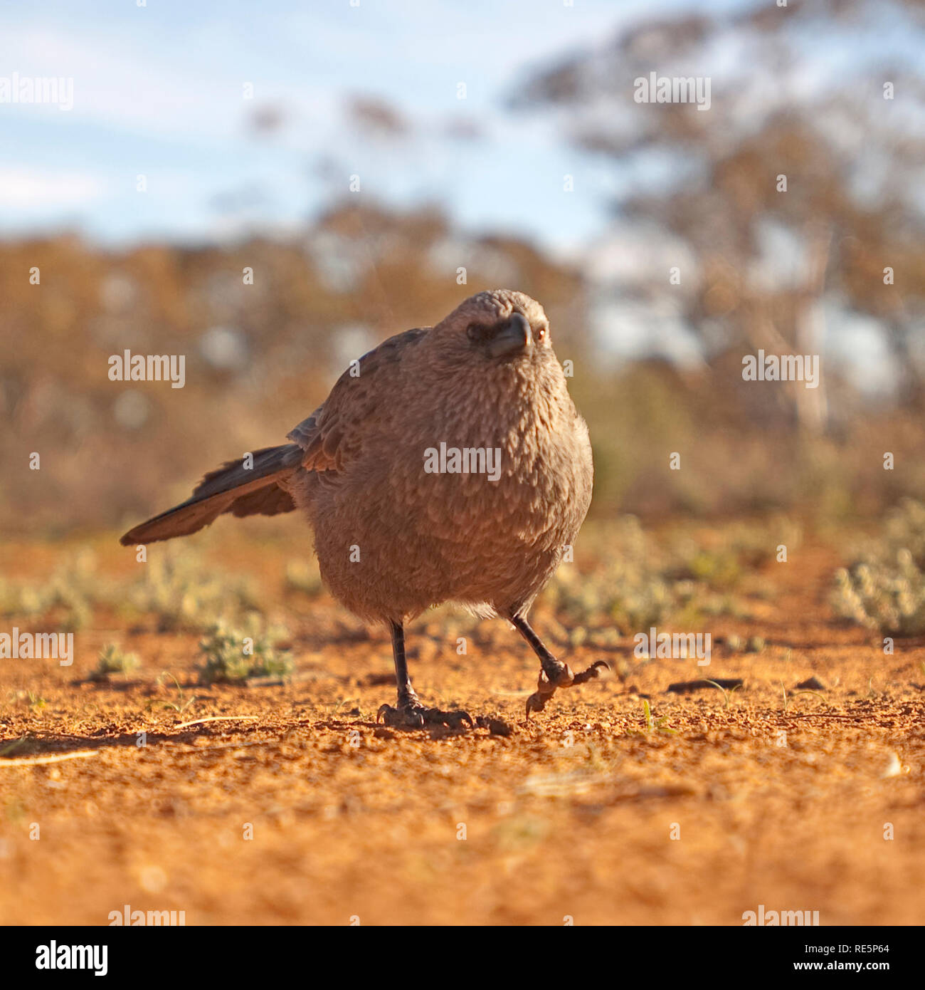 Apostel Vogel, Mungo National Park, New South Wales, Australien Stockfoto