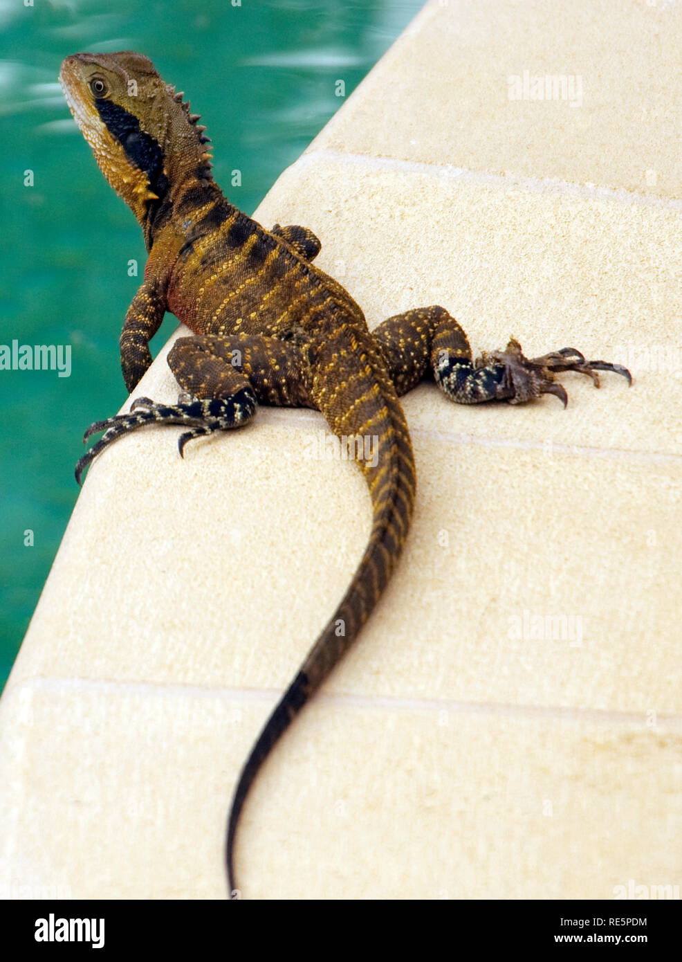 Eastern Water Dragon in einem vorstädtischen Hinterhof, New South Wales, Australien Stockfoto