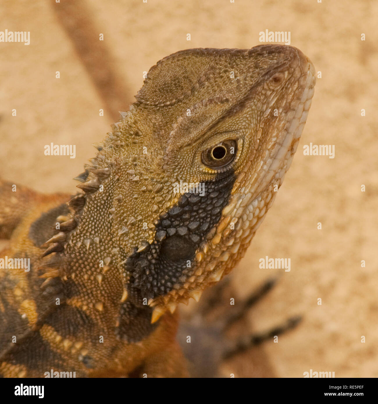 Eastern Water Dragon in einem vorstädtischen Hinterhof, New South Wales, Australien Stockfoto