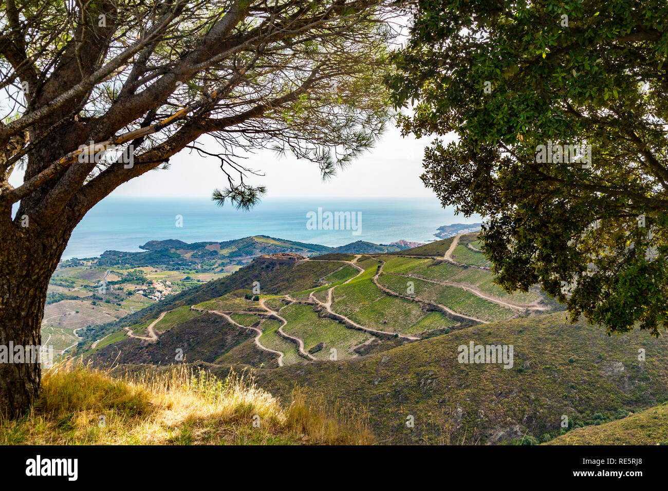 Wunderschöne Aussicht auf französische Weinbaugebiet vor dem Mittelmeer Stockfoto