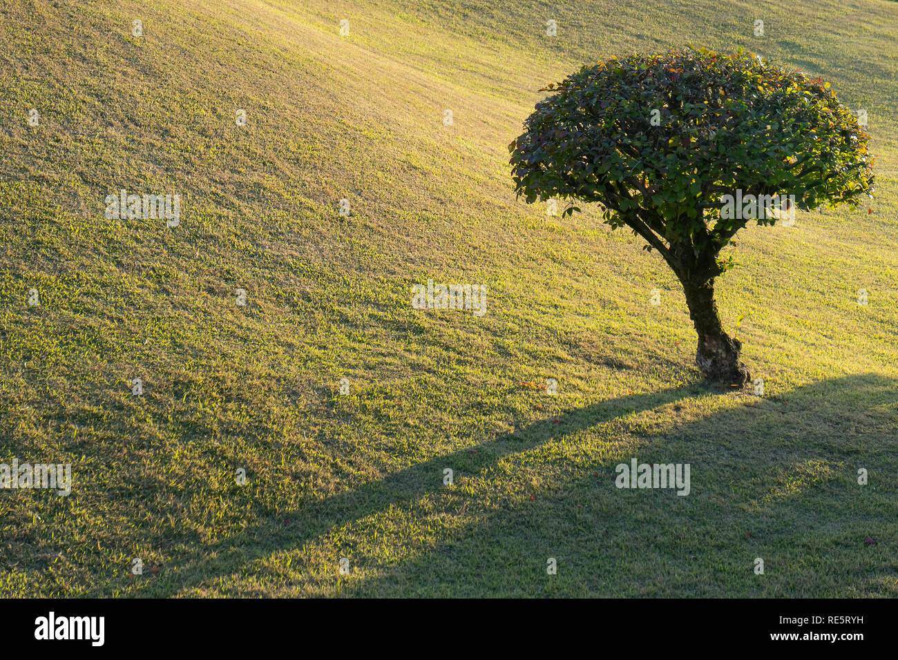 Kumamoto, Japan - 11 November, 2018: suizenji Garten Suizenji Jōjuen, ist ein geräumiges japanischem Landschaftsgarten in Kumamoto. Stockfoto