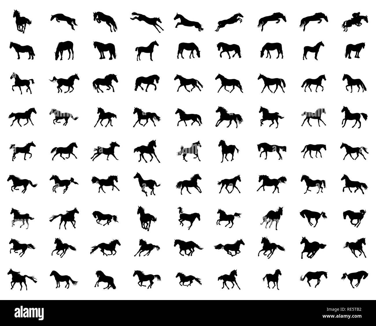 Große Pferde Silhouetten auf weißem Hintergrund Stockfoto