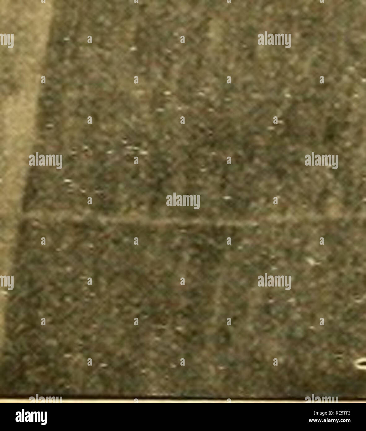 . Preiselbeeren;: die nationalen cranberry Magazin. Preiselbeeren. APE COD * EW JERSEY WISCONSIN OREGON WASHINGTON BaEH - Jhk - U. in der Szene in der Crayland Abschnitt, Washington, wo schöne Häuser haben cranberry Reben für vorderen Rasen, September, 1938, 20 Cent. Bitte beachten Sie, dass diese Bilder sind von der gescannten Seite Bilder, die digital für die Lesbarkeit verbessert haben mögen - Färbung und Aussehen dieser Abbildungen können nicht perfekt dem Original ähneln. extrahiert. Portland, CT [etc. ]: Taylor Pub. Co [etc. ] Stockfoto