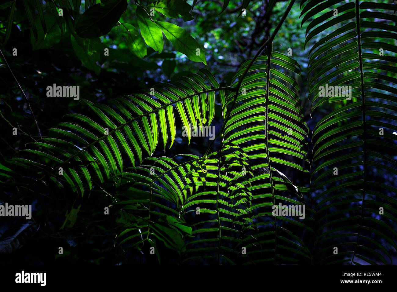 Farn beleuchtet durch Sonnenlicht im Dschungel der Flachkopfkatze jima Island, Japan Stockfoto