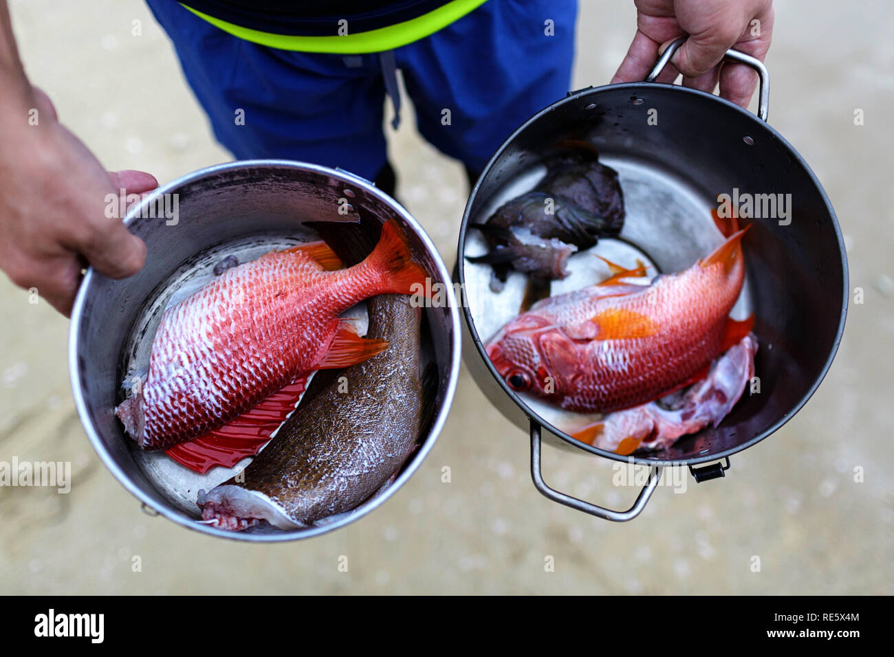 Japanische Fischer, frisch gefangenen Fisch zum Essen in einem Topf bei tropischen Strand, flachkopfkatze, Japan Stockfoto