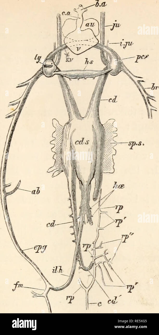 . Eine Anweisung in zootomy (VERTEBRATA). Anatomie, Vergleichende. C