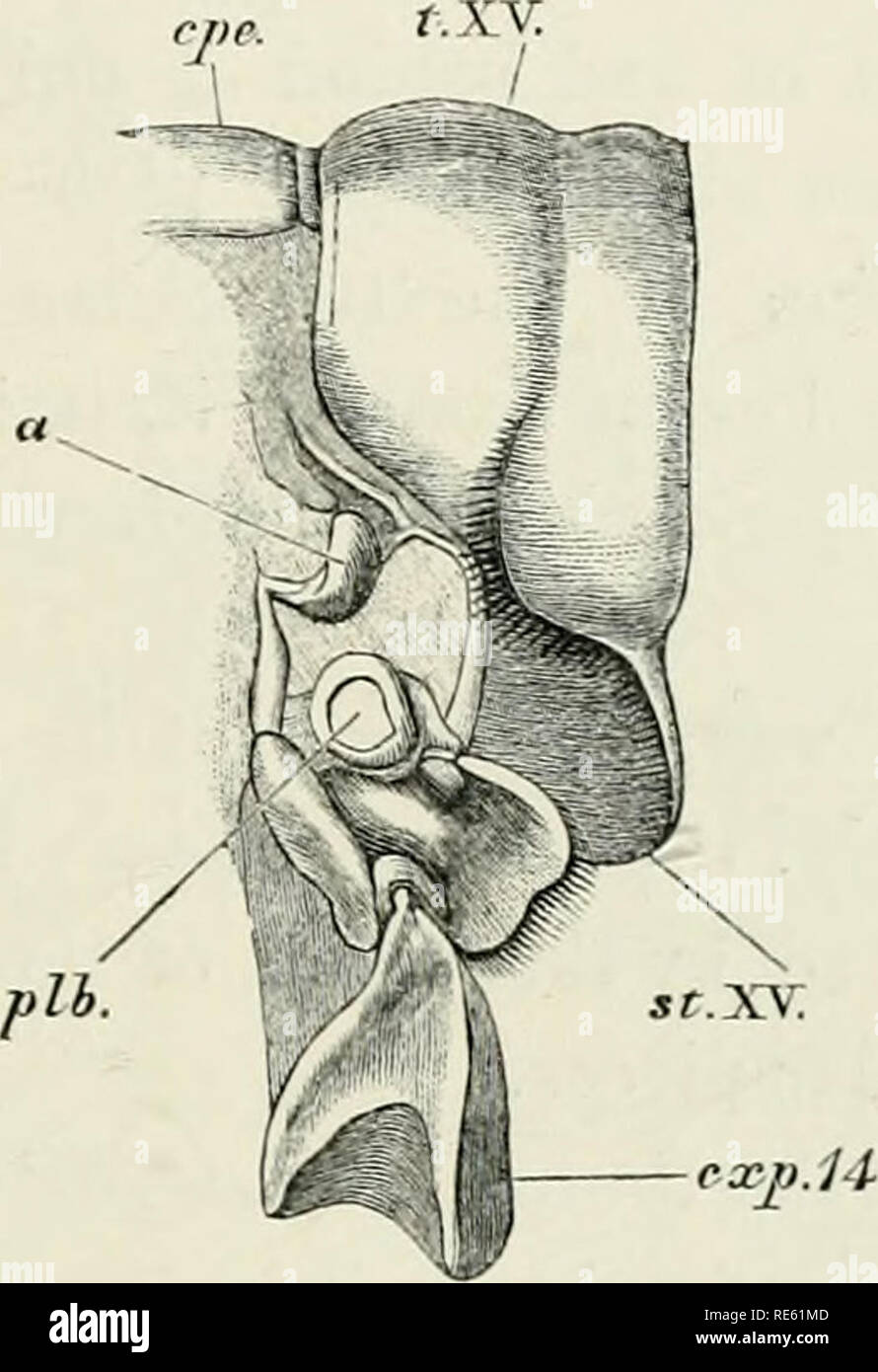 . Die Krebse: Eine Einführung in das Studium der Zoologie. Der VORDERLEIB. 151 pleui" obranchia (Abb. 4,^ jZ 6. 14) angeschlossen; und vor diesem, sie angeschlossen ist, die von einem schmalen Hals, mit einer langgestreckten dreieckigen Stück, das sich für eine vertikale Richtung und liegt in der Falte trennt, der Posterioren thorakalen Somiten aus dem nächsten vor. Die Basis dieser. Abb. Z %. - AsfncKS fiiriaiUu.-T'h.Q Modus der Verbindung zwischen der letzten Thorax- und die erste abdominal Somiten (x3). a, L-förmigen Balken, epc, Panzers; crp. IJ,, coxopodite des letzten ambulanten Bein;/&gt; '*., Ort der Befestigung von Stockfoto
