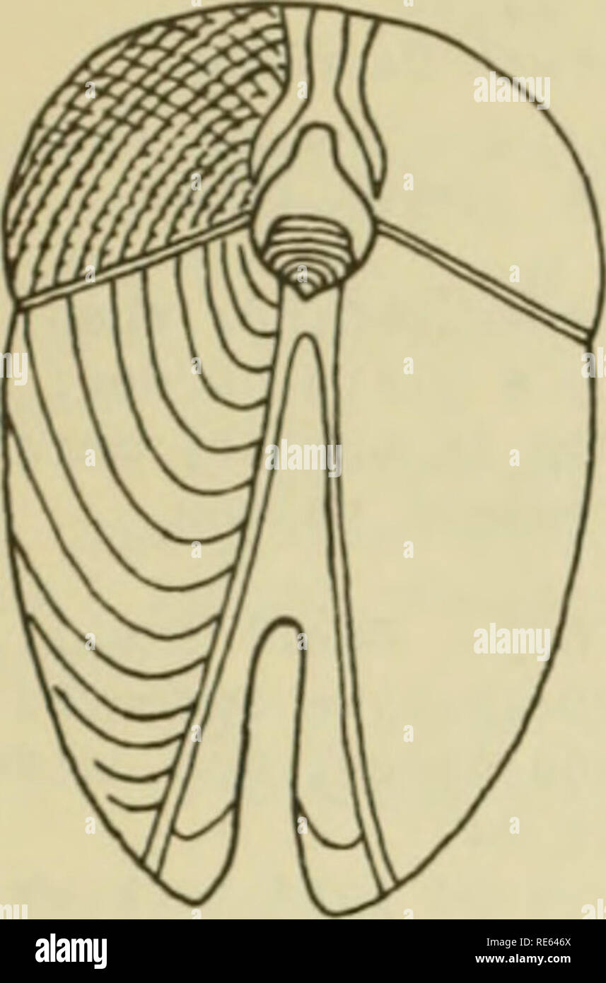 . East Coast Marine Muscheln; Beschreibungen von Shore Muscheln zusammen mit vielen Leben unter tide Mark, von Maine zu Texas inclusive, vor allem in Florida. Muscheln. 70 EAST COAST MARINE MUSCHELN IIARTESIA C/JIIBAEA Orbigny. Shell weitgehend keilförmig, am vorderen Ende der feinen Wellenlinien aufgeblasen; pos-terior Hälfte durch kleine- tric lindulations und Wachstum Linien markiert. Länge 9-17 mm. 1904 C. W. Johnson sammelte diese Shell in sanften Ar tificial Kalk- Stein aus der wa-ter Batterie in St. Augustine. Es hat nur Aufnehmen - ed aus Kalkstein, oder langweilig, in anderen Shells, während die Othe Stockfoto
